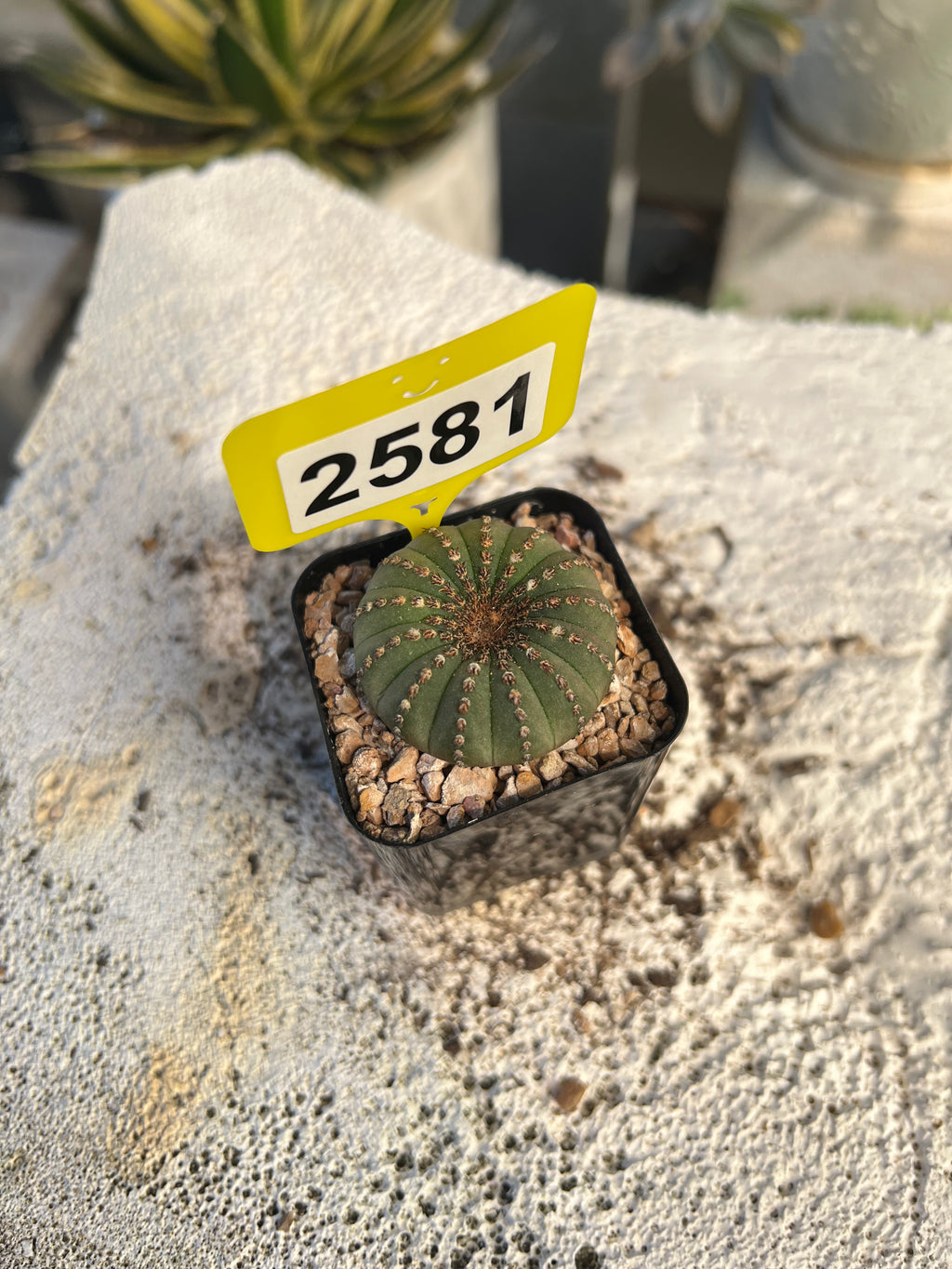Frailea castanea #2581