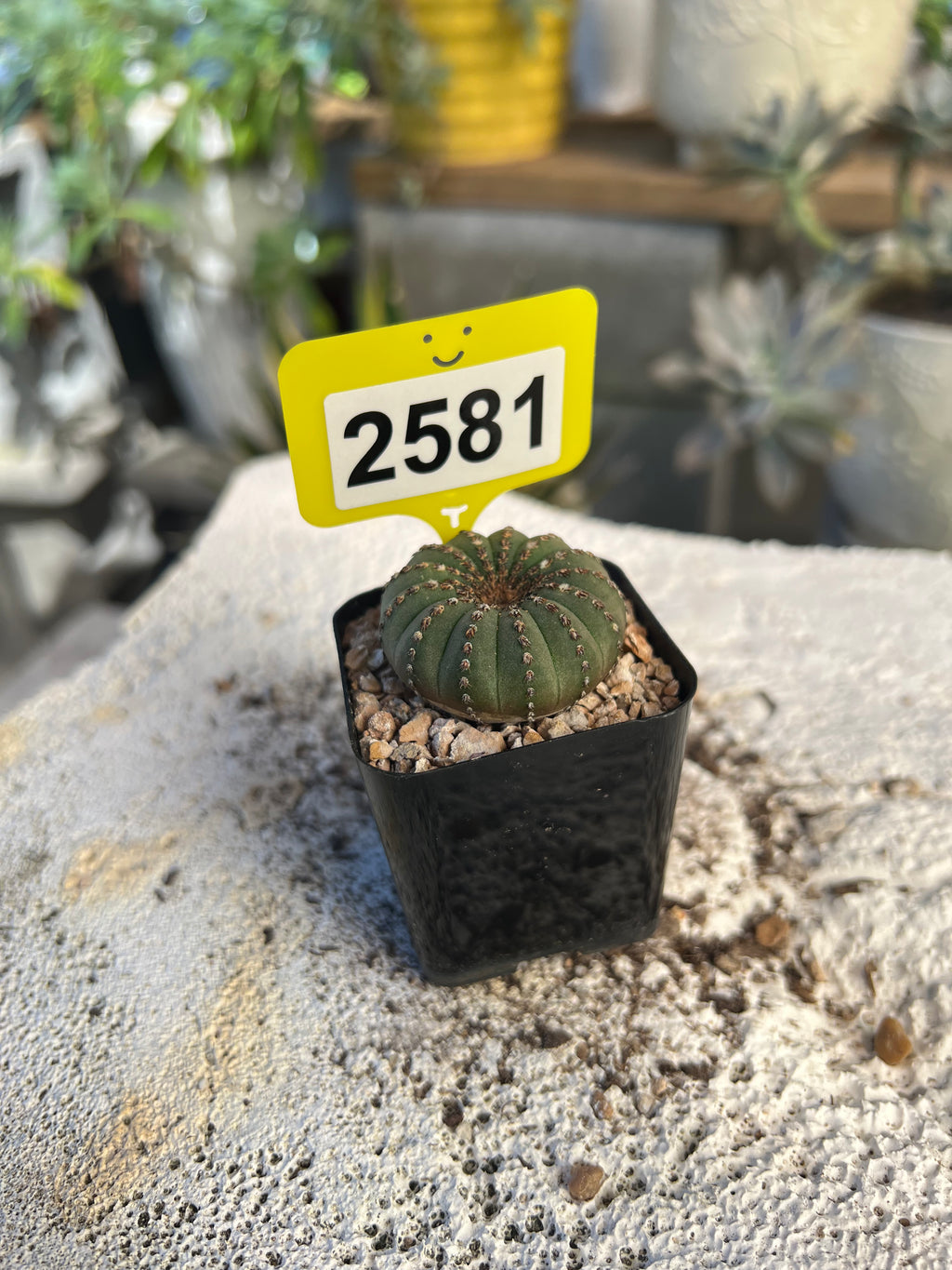 Frailea castanea #2581