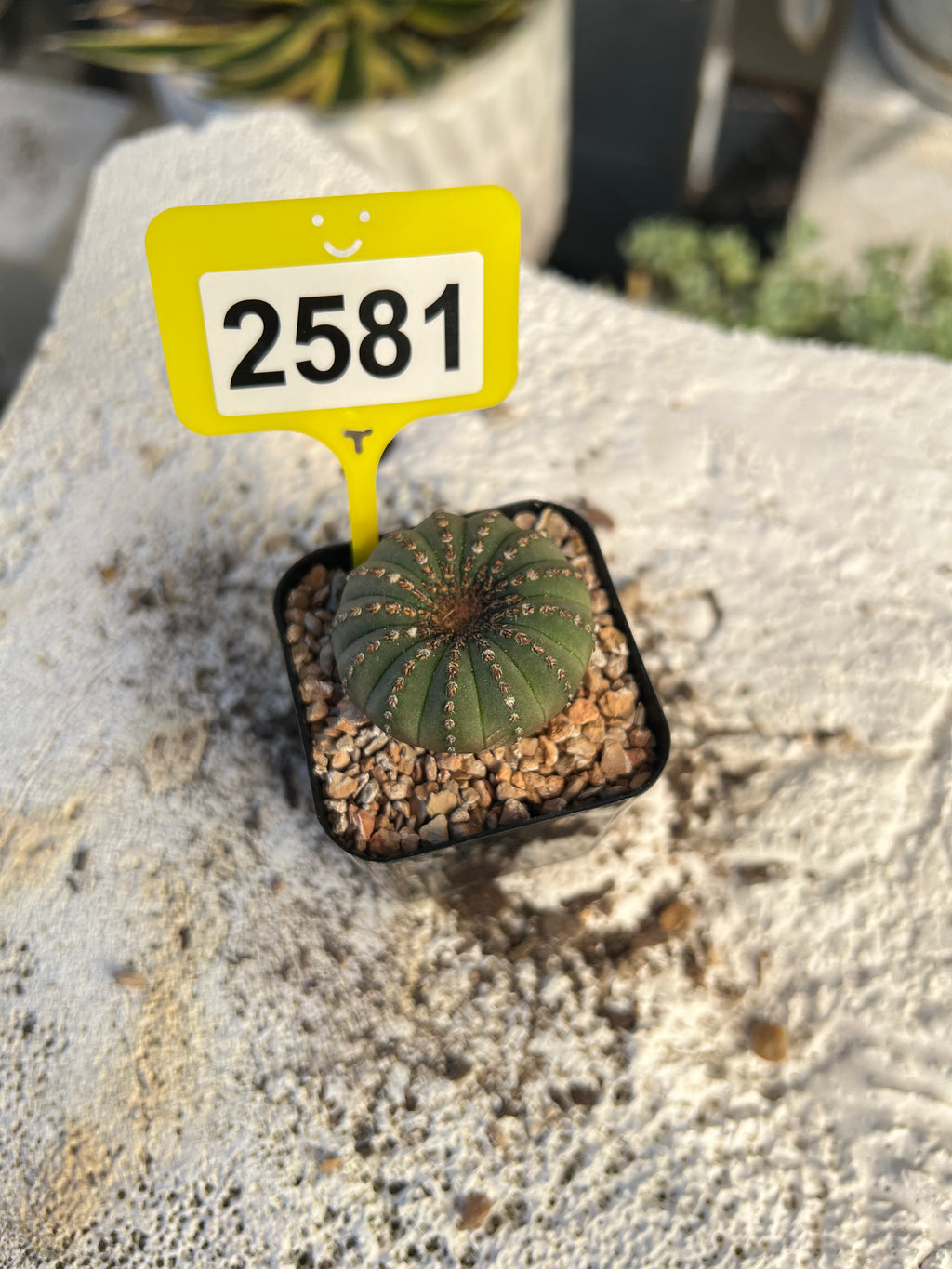 Frailea castanea #2581