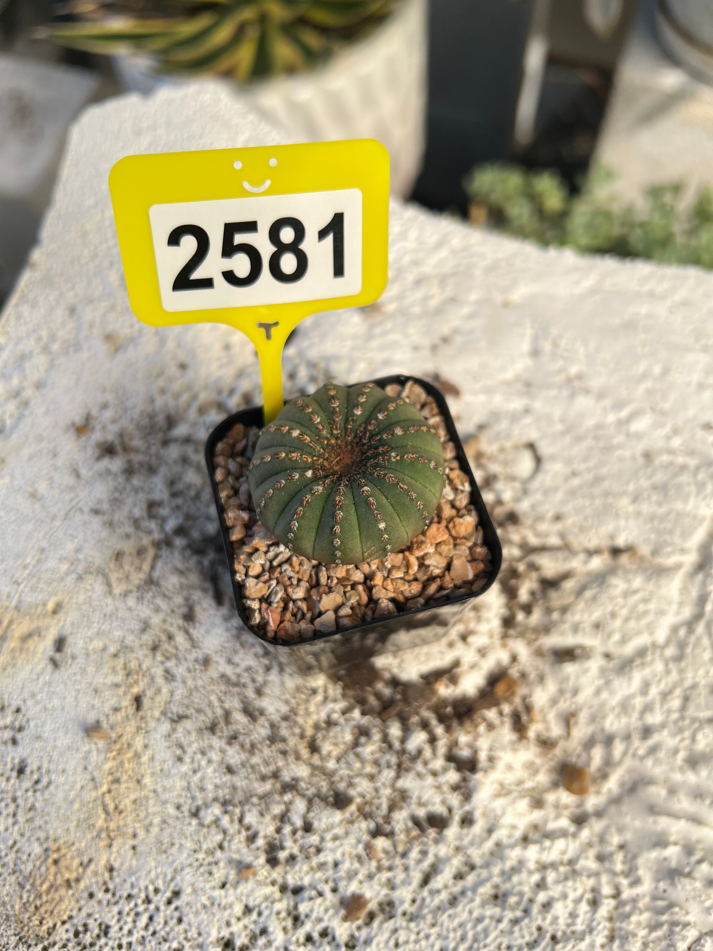 Frailea castanea #2581