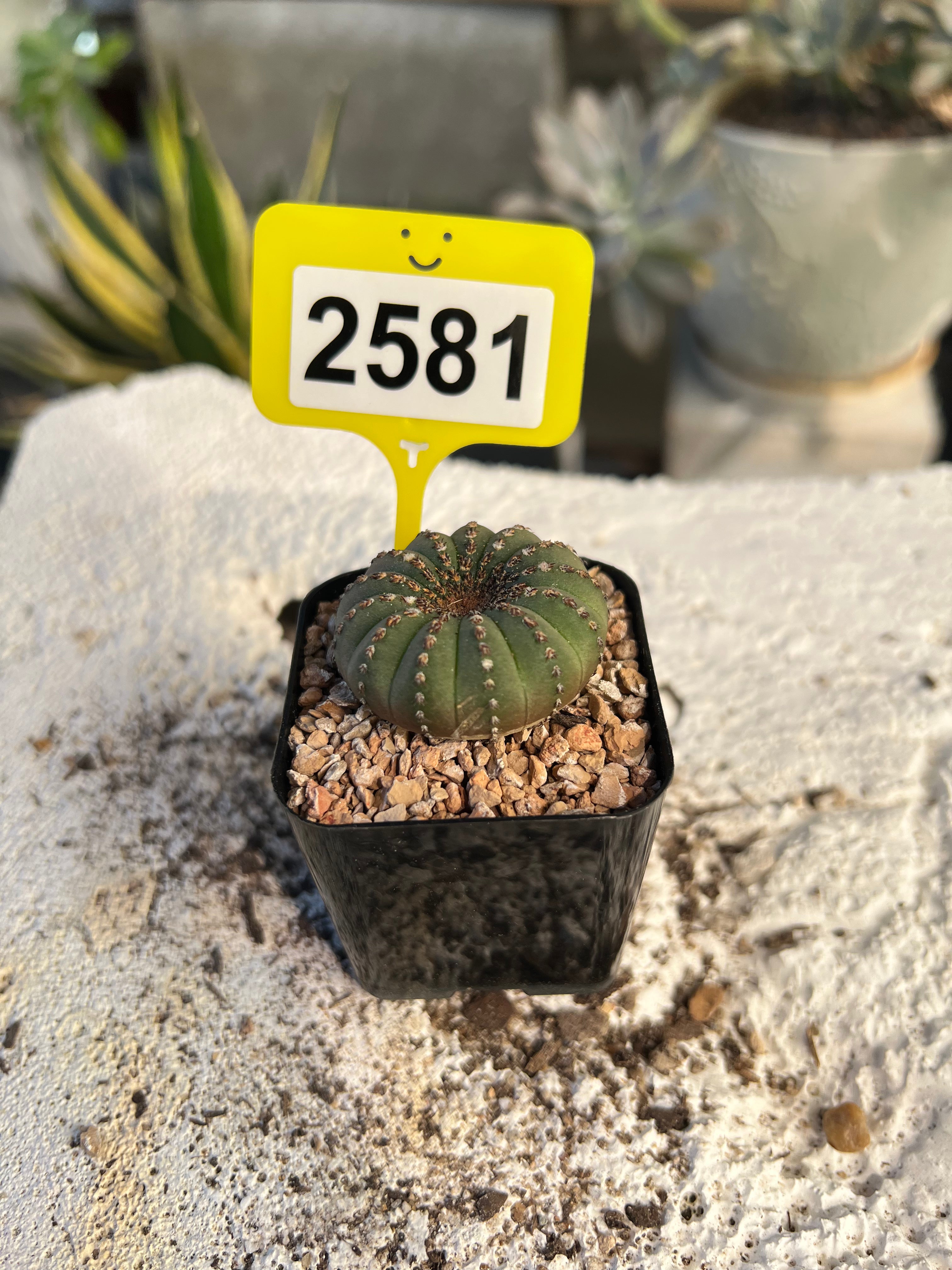Frailea castanea #2581
