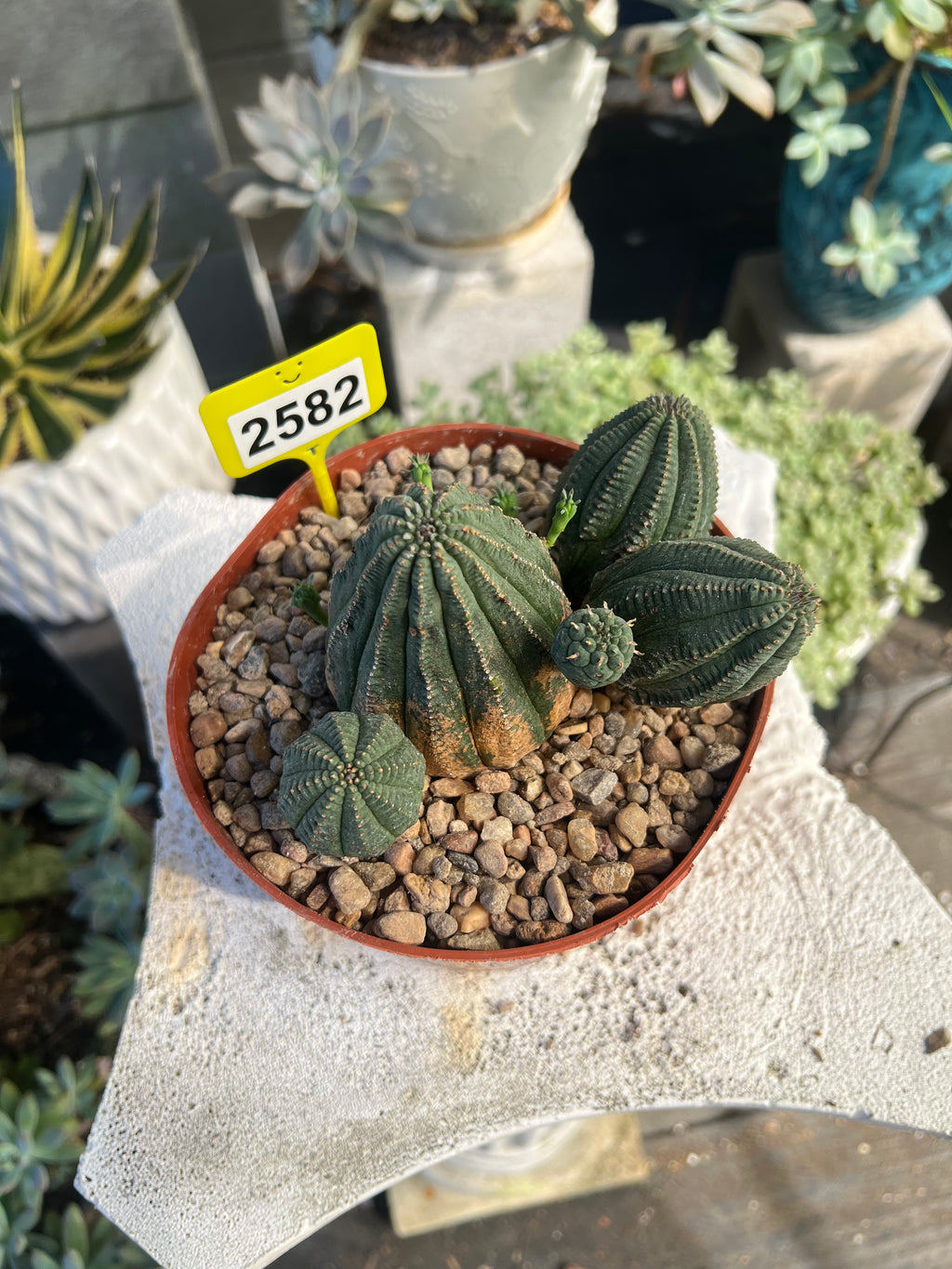 Euphorbia Hybrid Cluster #2582