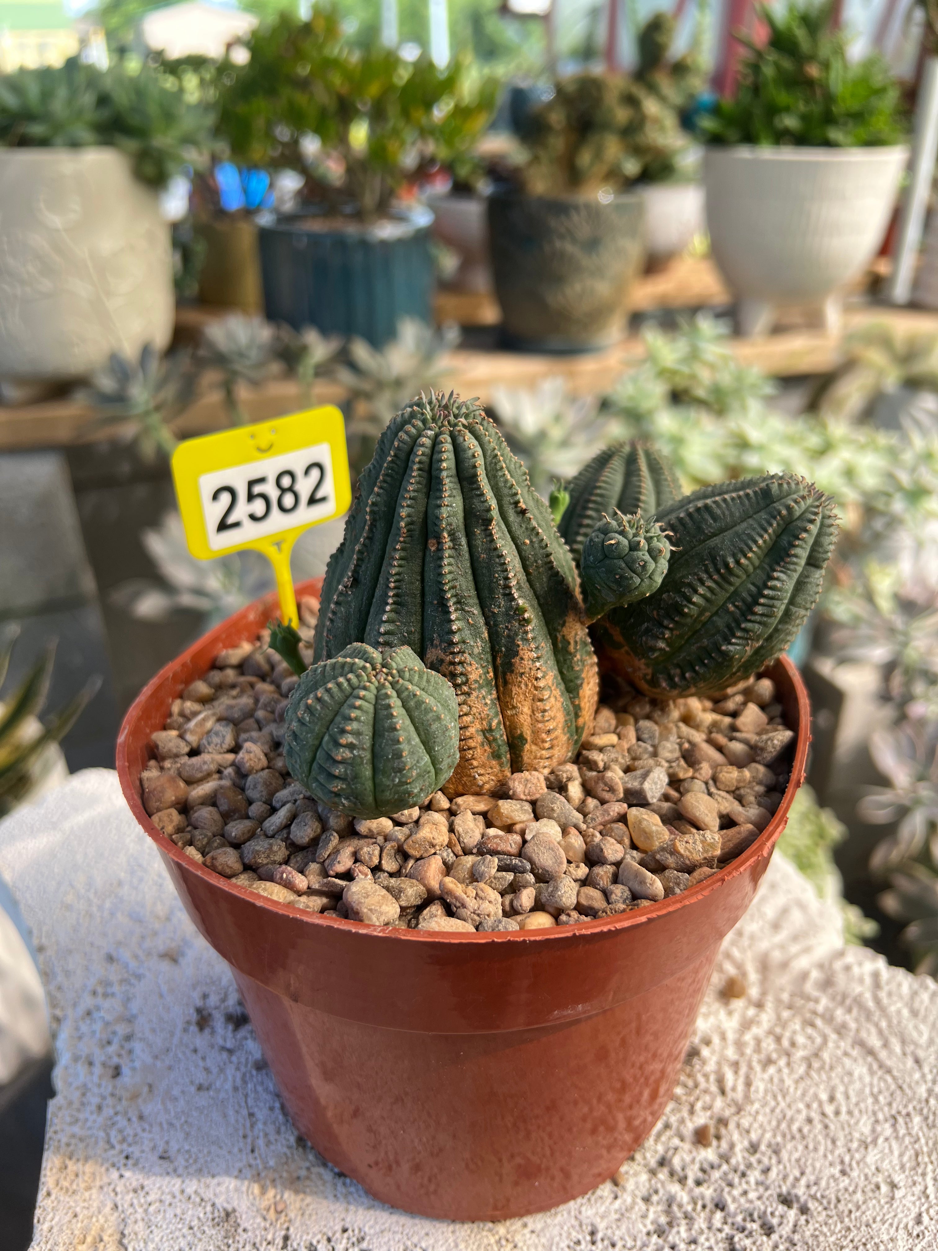 Euphorbia Hybrid Cluster #2582
