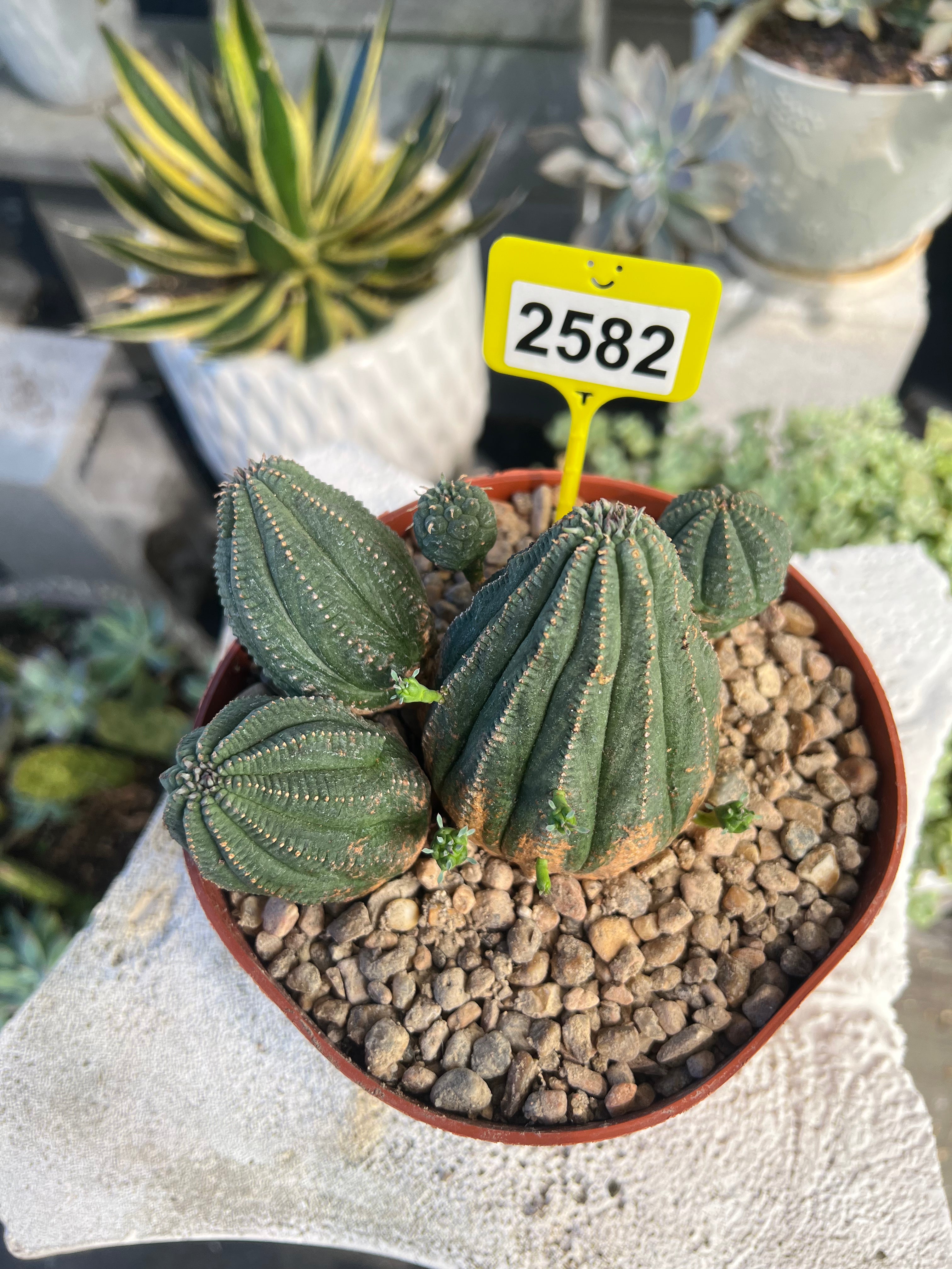 Euphorbia Hybrid Cluster #2582
