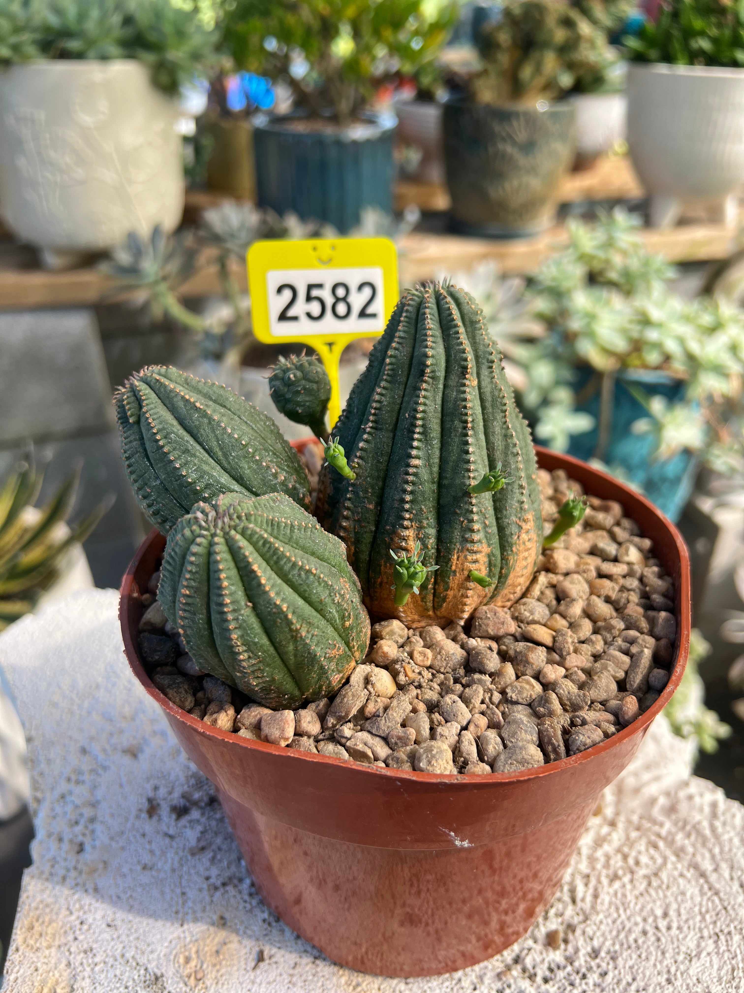 Euphorbia Hybrid Cluster #2582