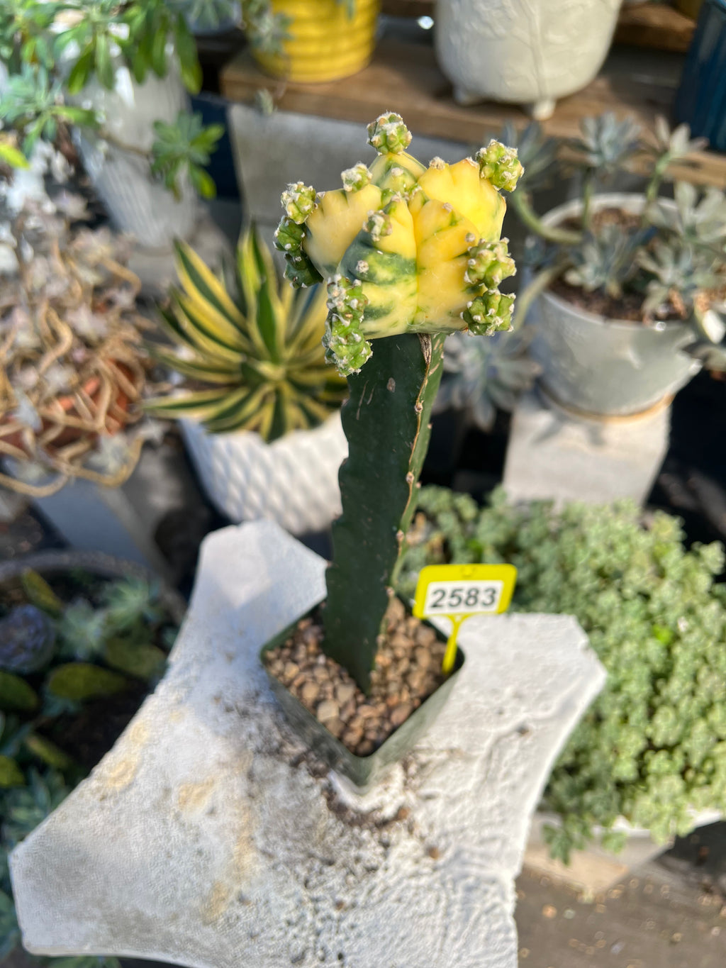 Grafted Variegated Astrophytum #2583