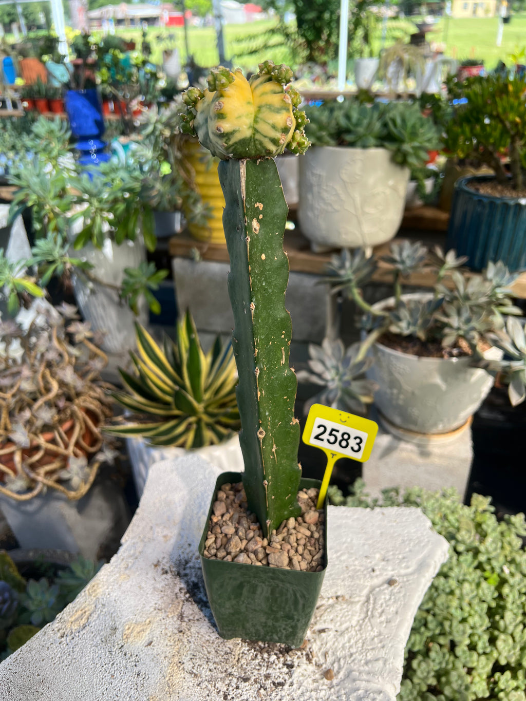 Grafted Variegated Astrophytum #2583