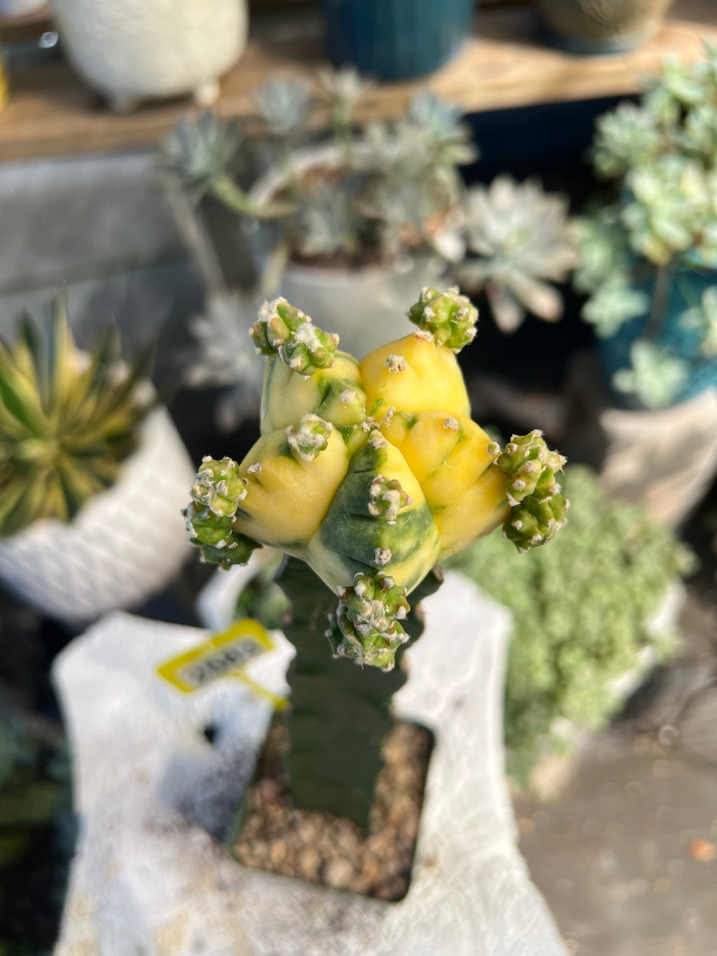 Grafted Variegated Astrophytum #2583