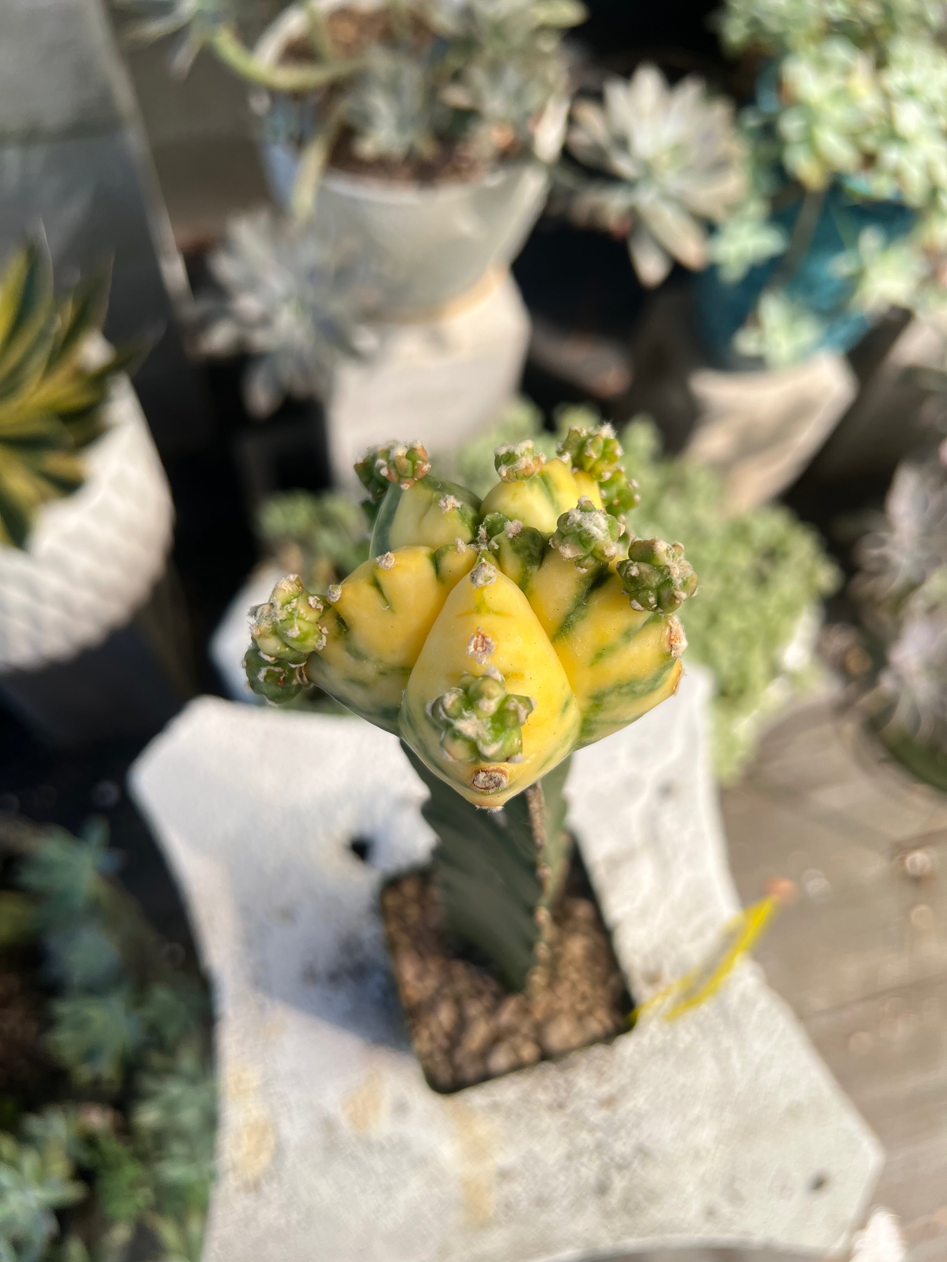 Grafted Variegated Astrophytum #2583