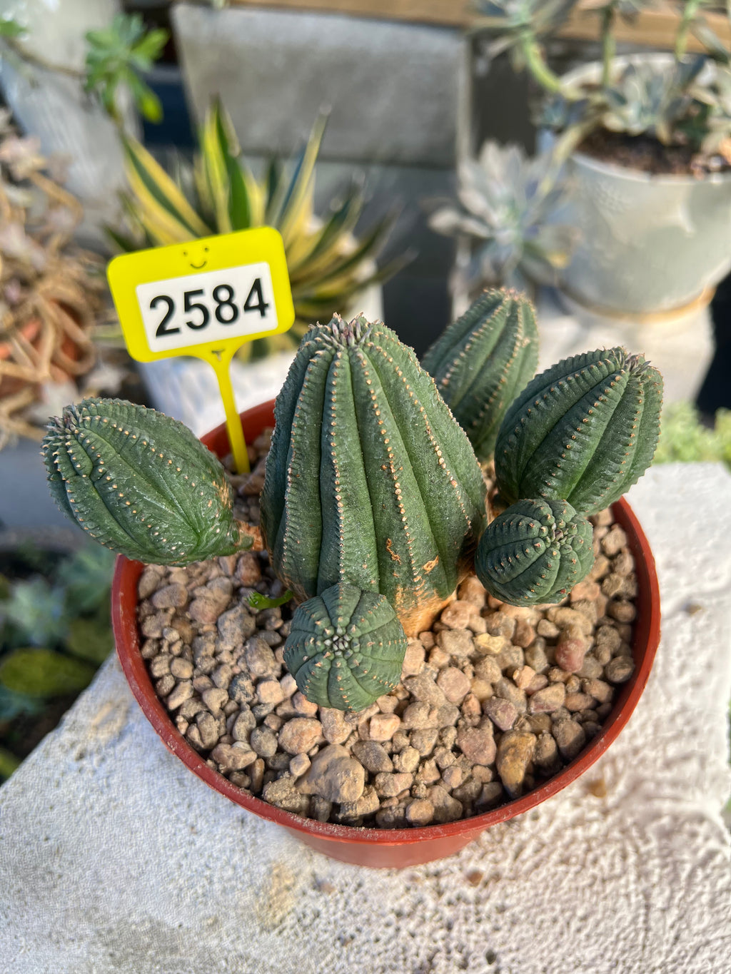 Euphorbia Hybrid Cluster #2584