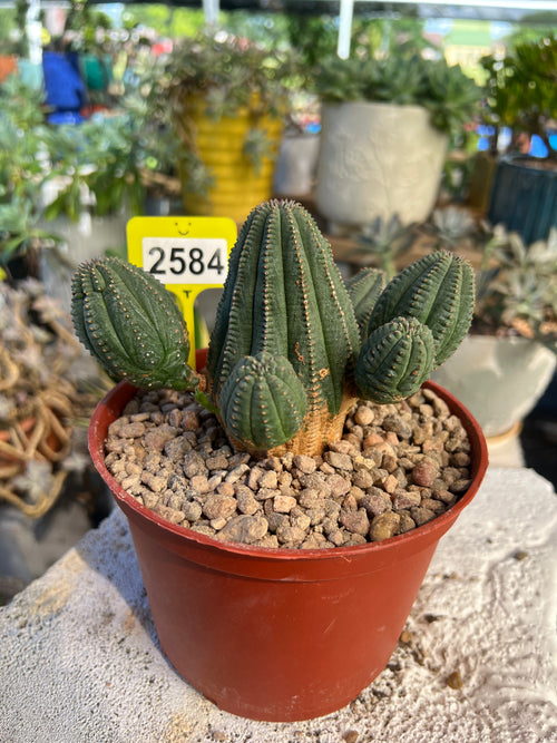 Euphorbia Hybrid Cluster #2584