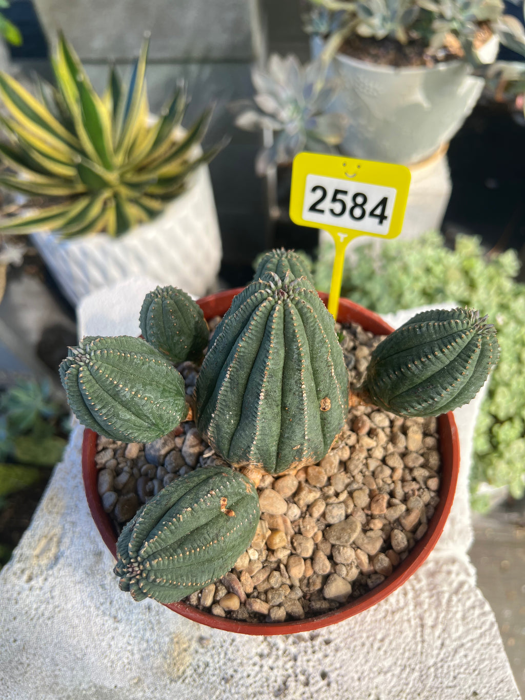 Euphorbia Hybrid Cluster #2584