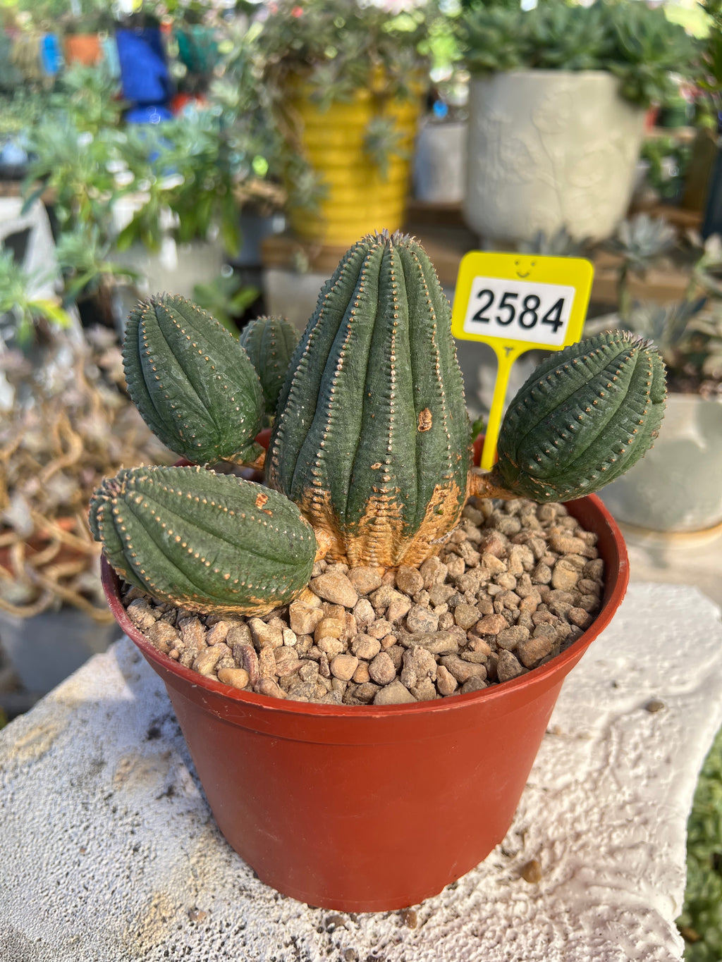 Euphorbia Hybrid Cluster #2584