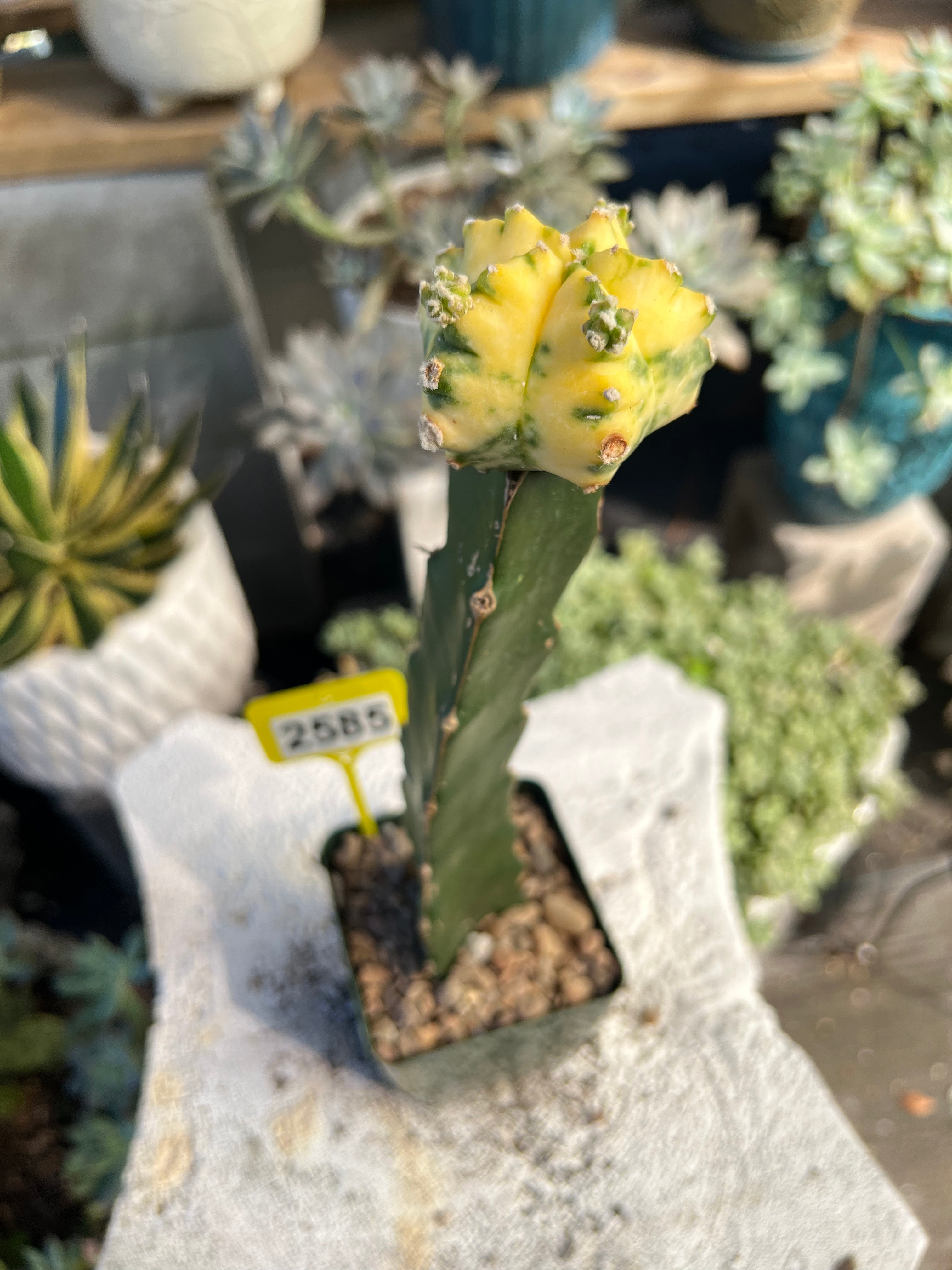 Grafted Variegated Astrophytum #2585