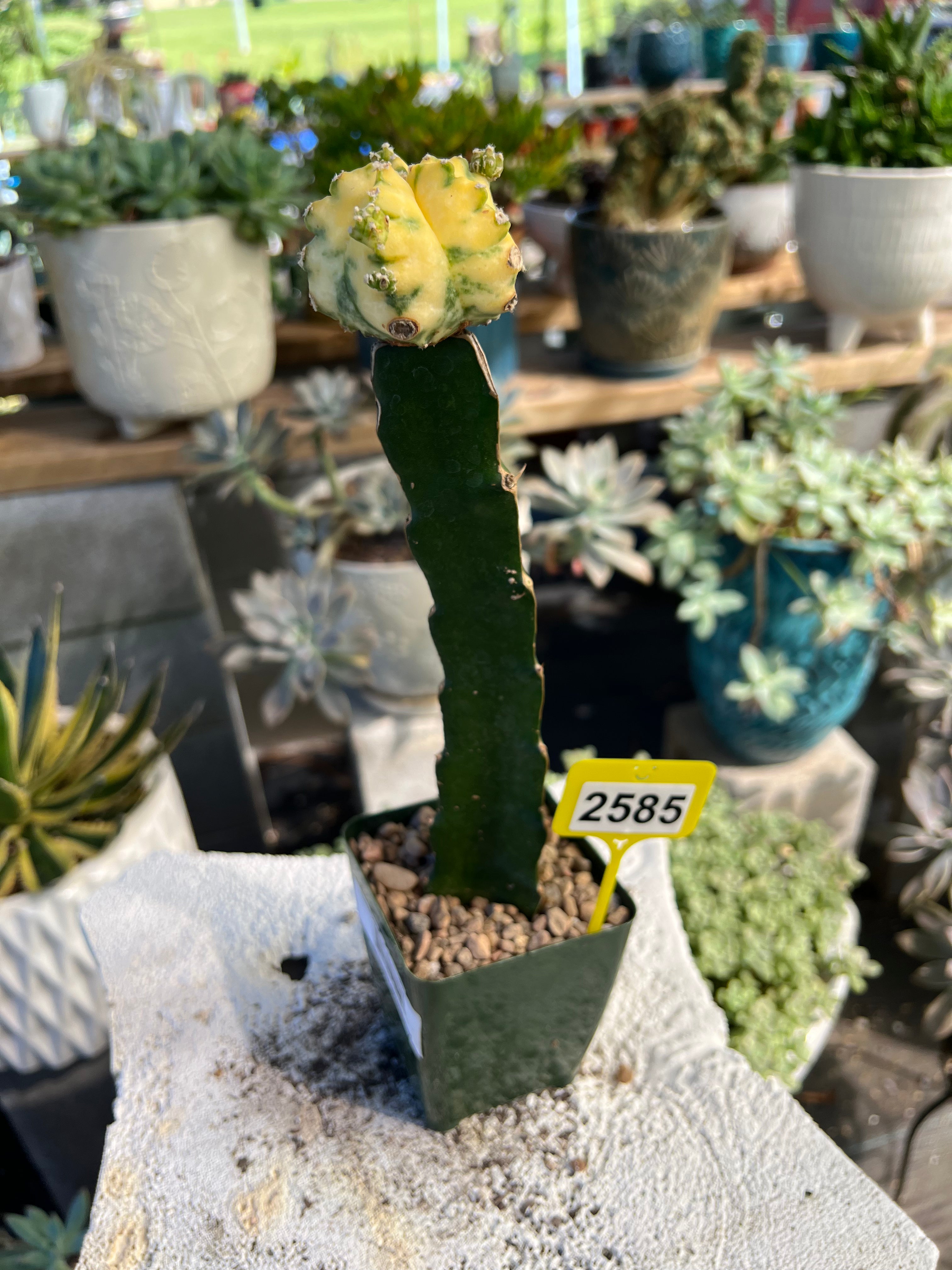 Grafted Variegated Astrophytum #2585