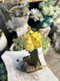 Grafted Variegated Astrophytum #2585