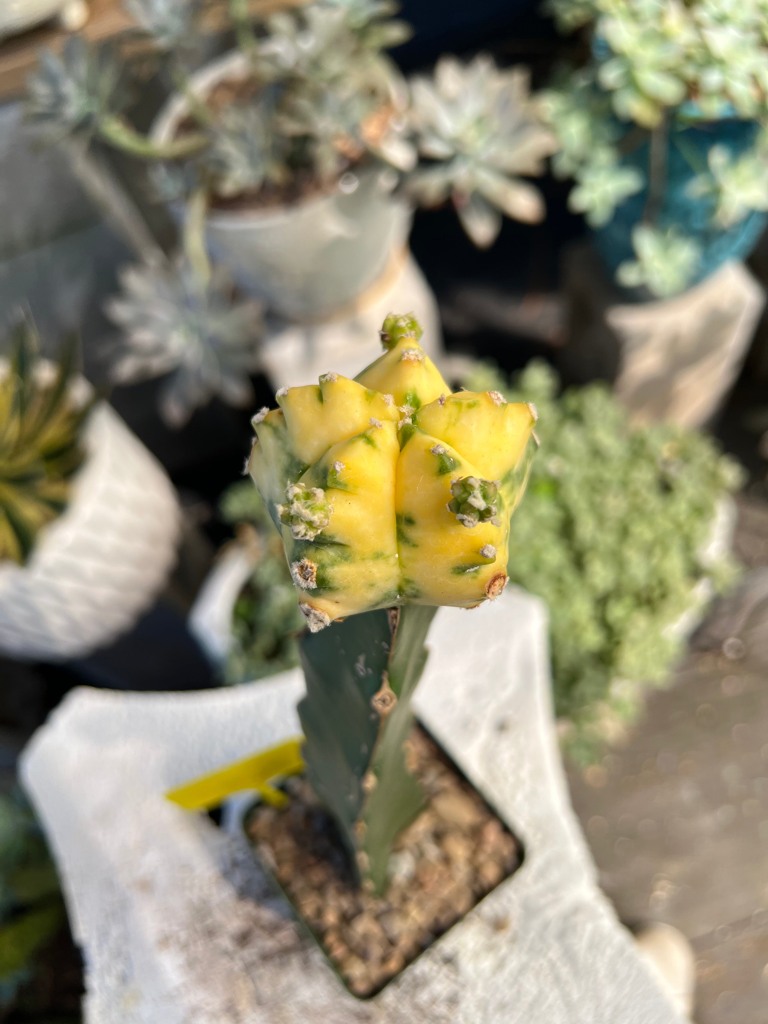 Grafted Variegated Astrophytum #2585