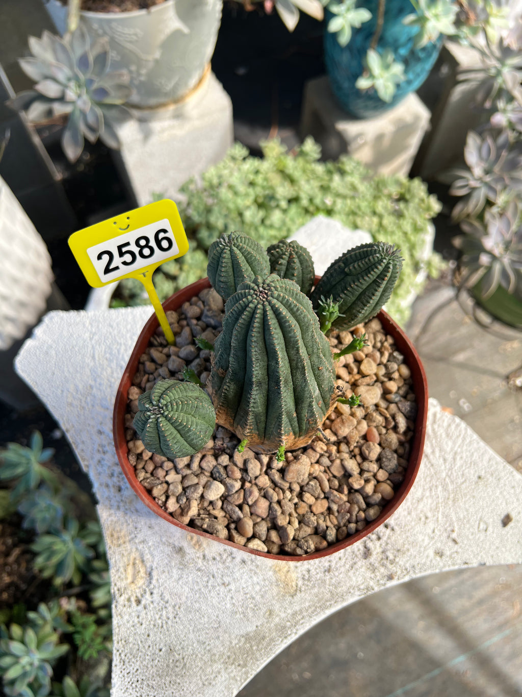 Euphorbia Hybrid Cluster #2586