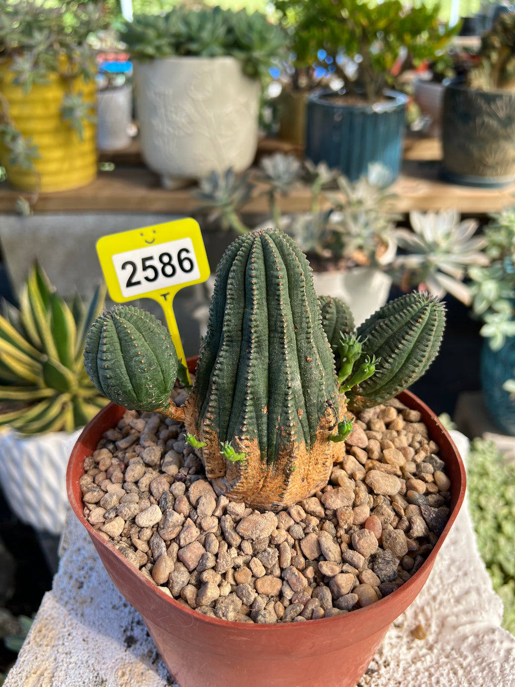 Euphorbia Hybrid Cluster #2586