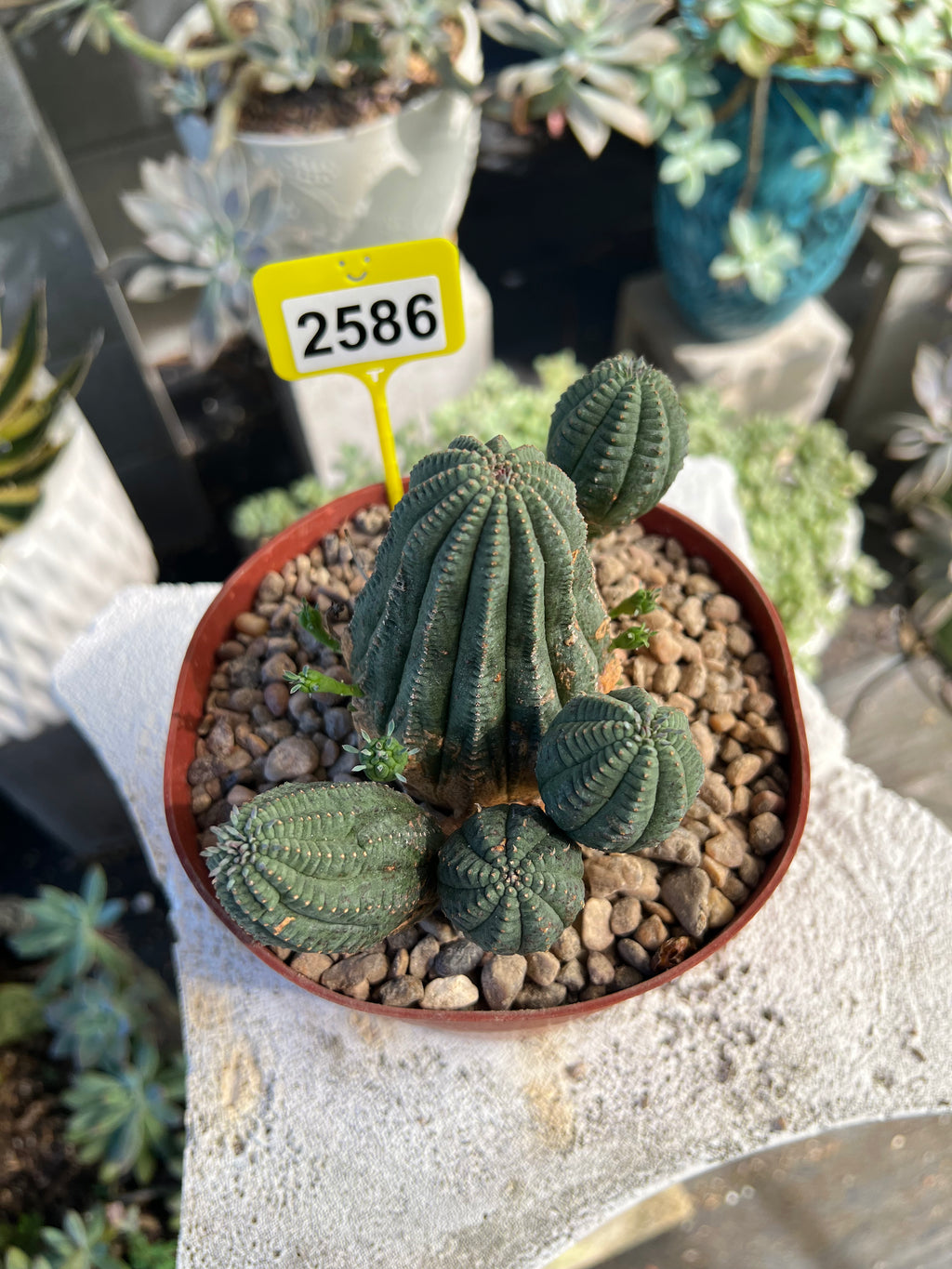 Euphorbia Hybrid Cluster #2586