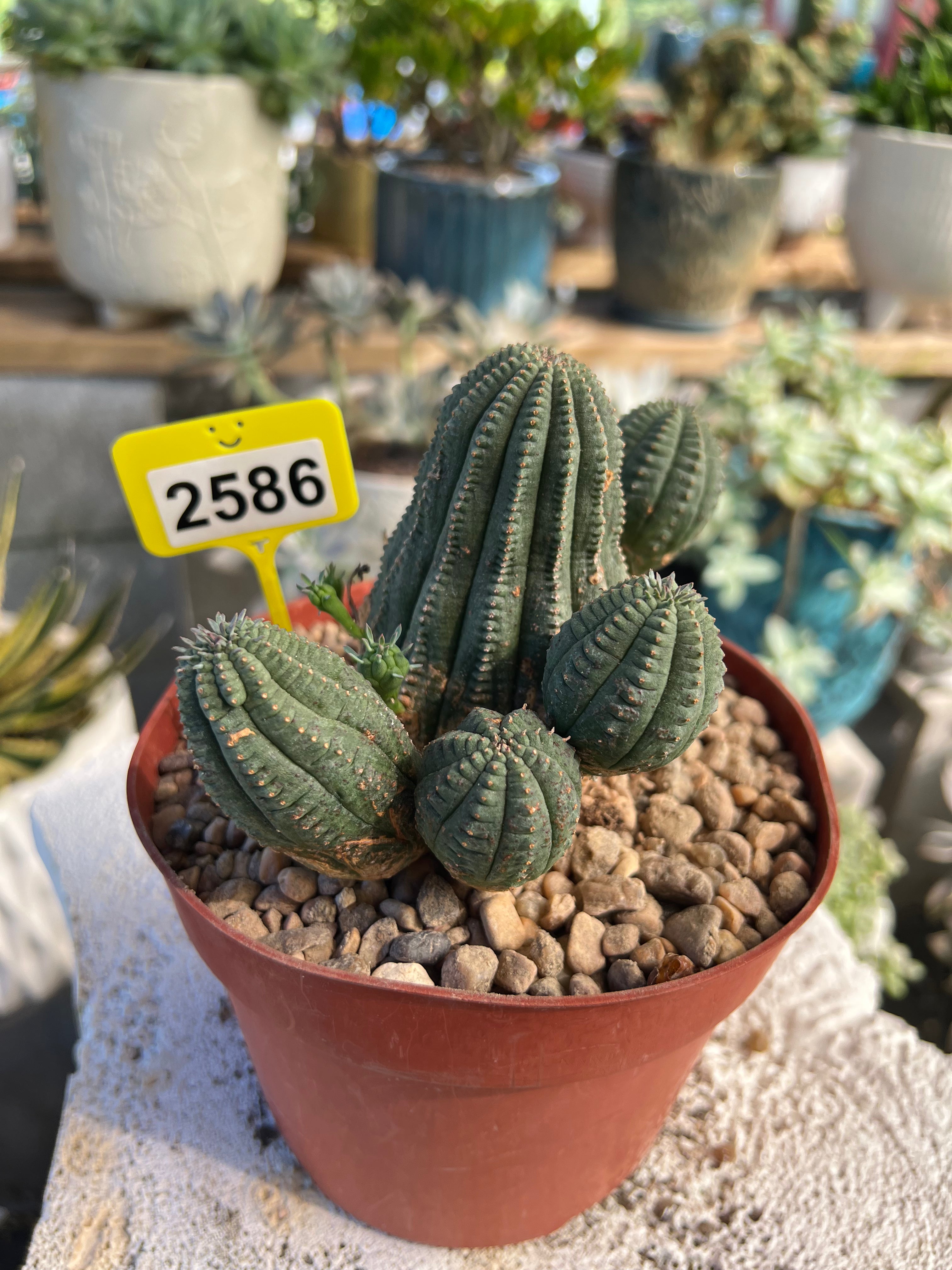 Euphorbia Hybrid Cluster #2586