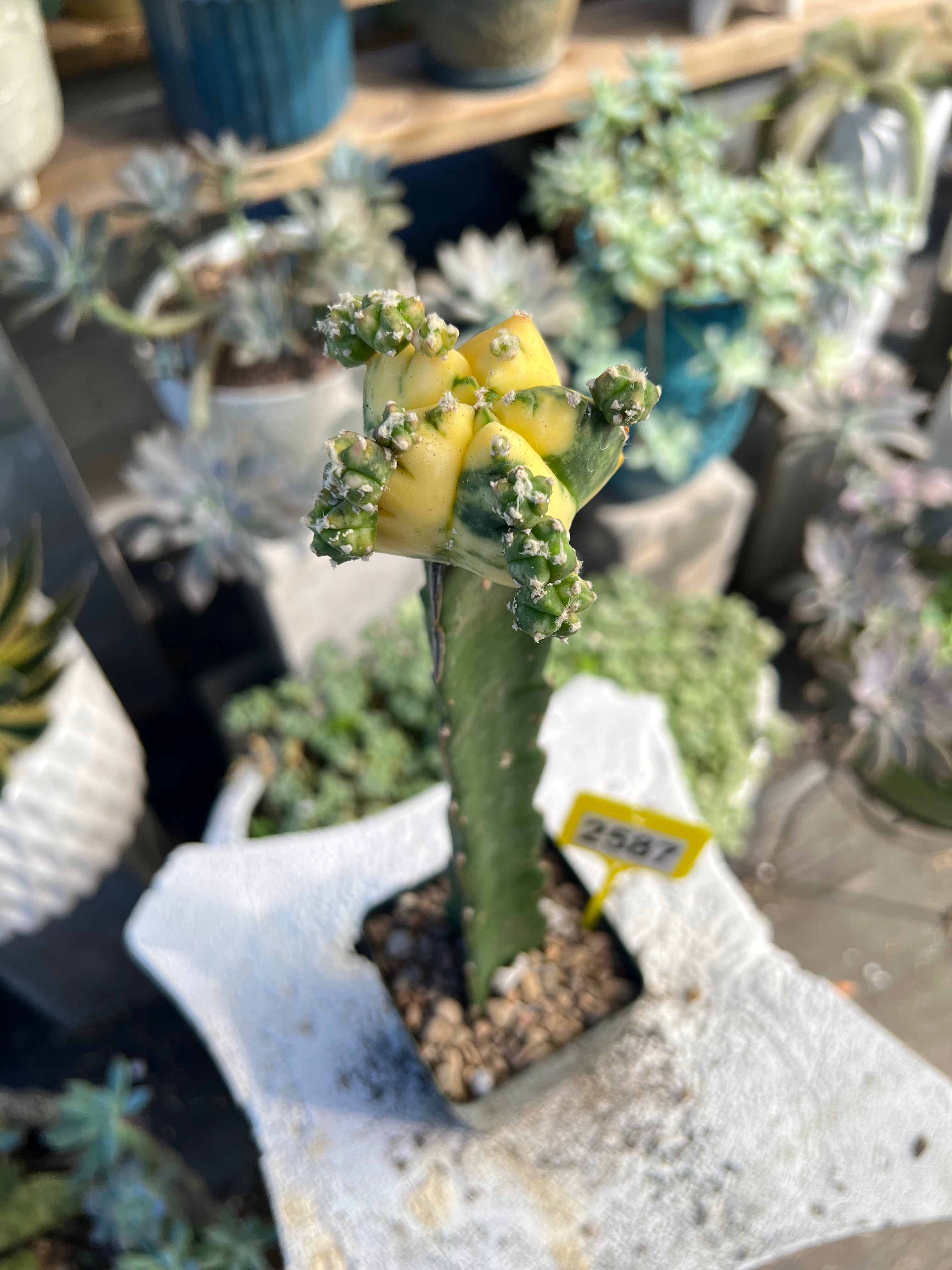 Grafted Variegated Astrophytum #2587