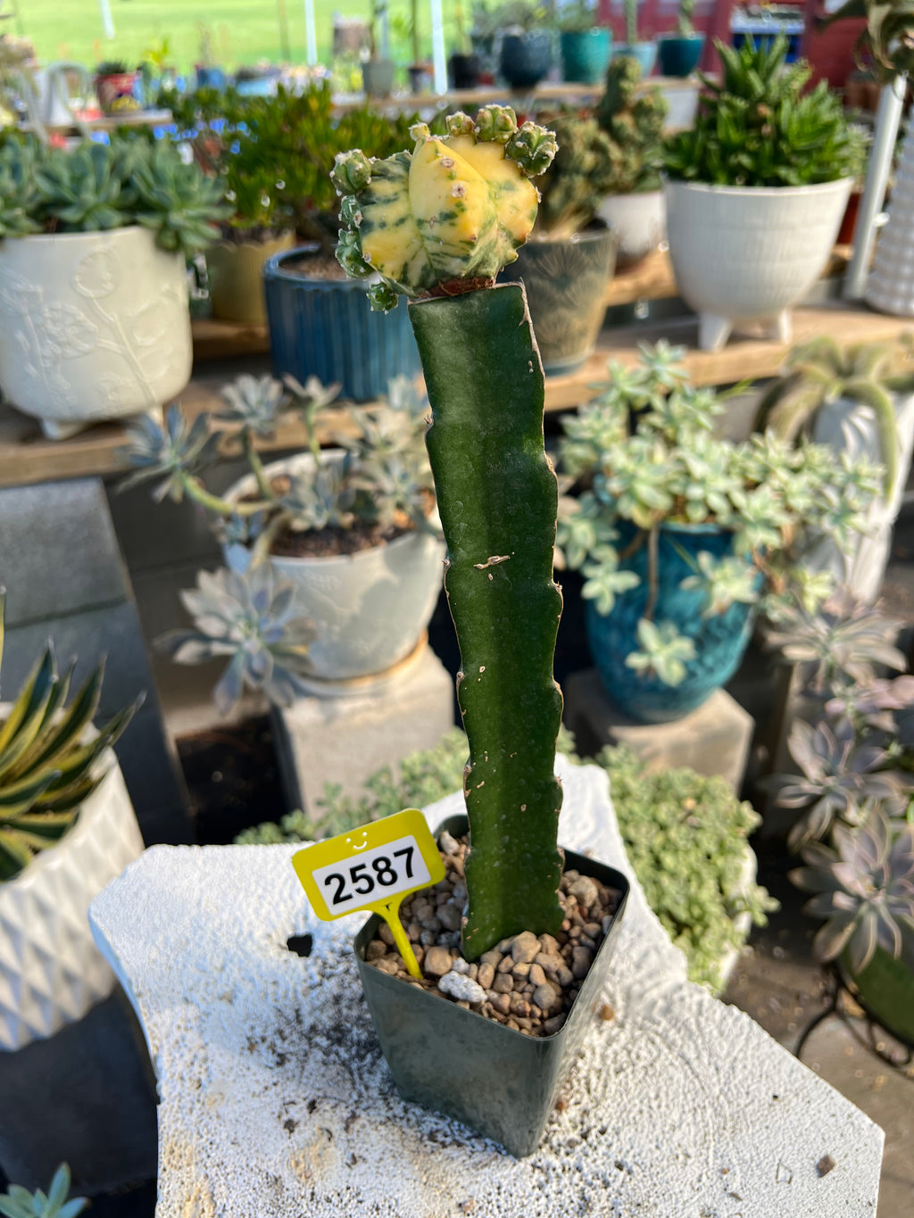 Grafted Variegated Astrophytum #2587