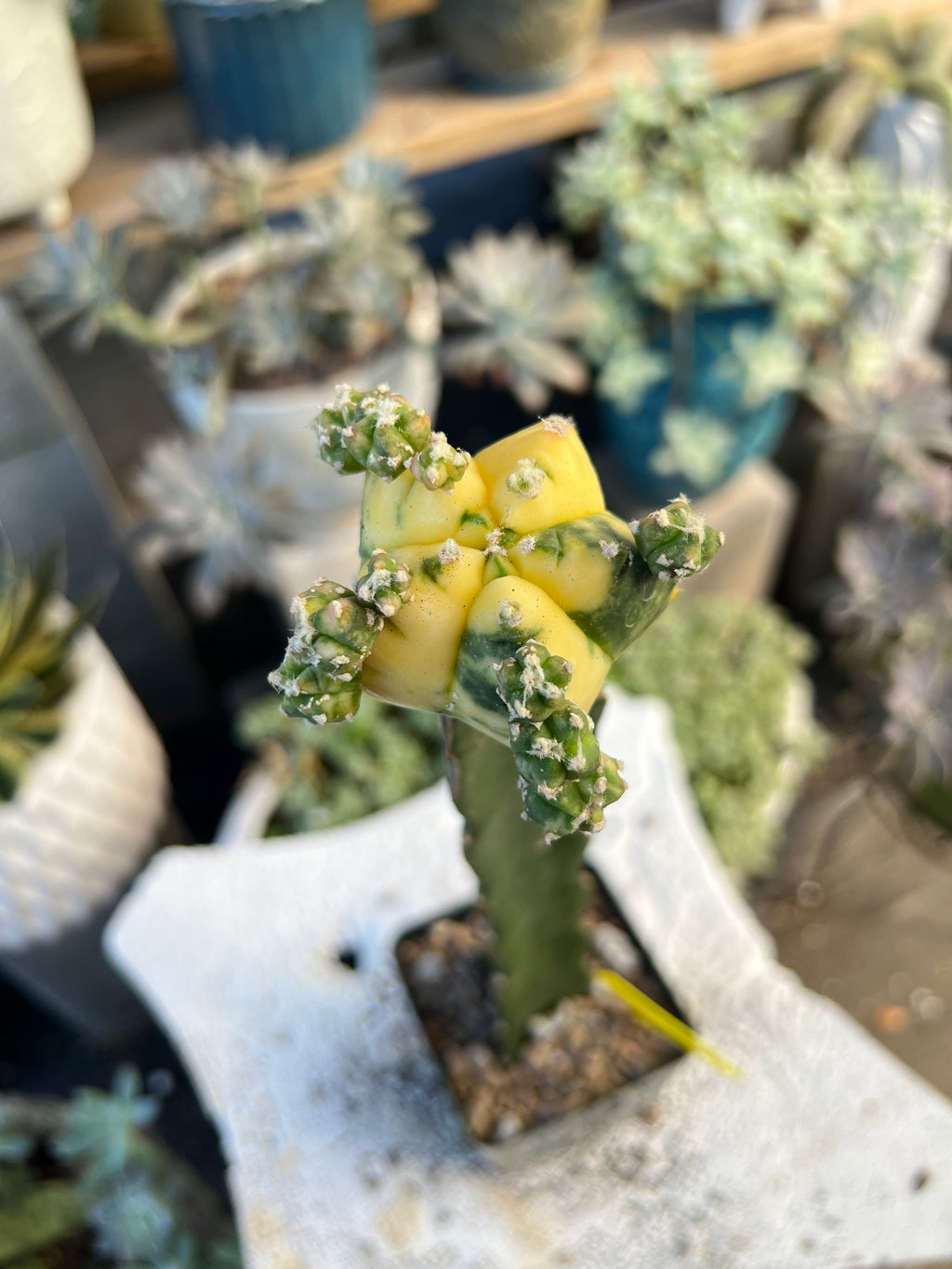 Grafted Variegated Astrophytum #2587