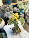 Grafted Variegated Astrophytum #2587