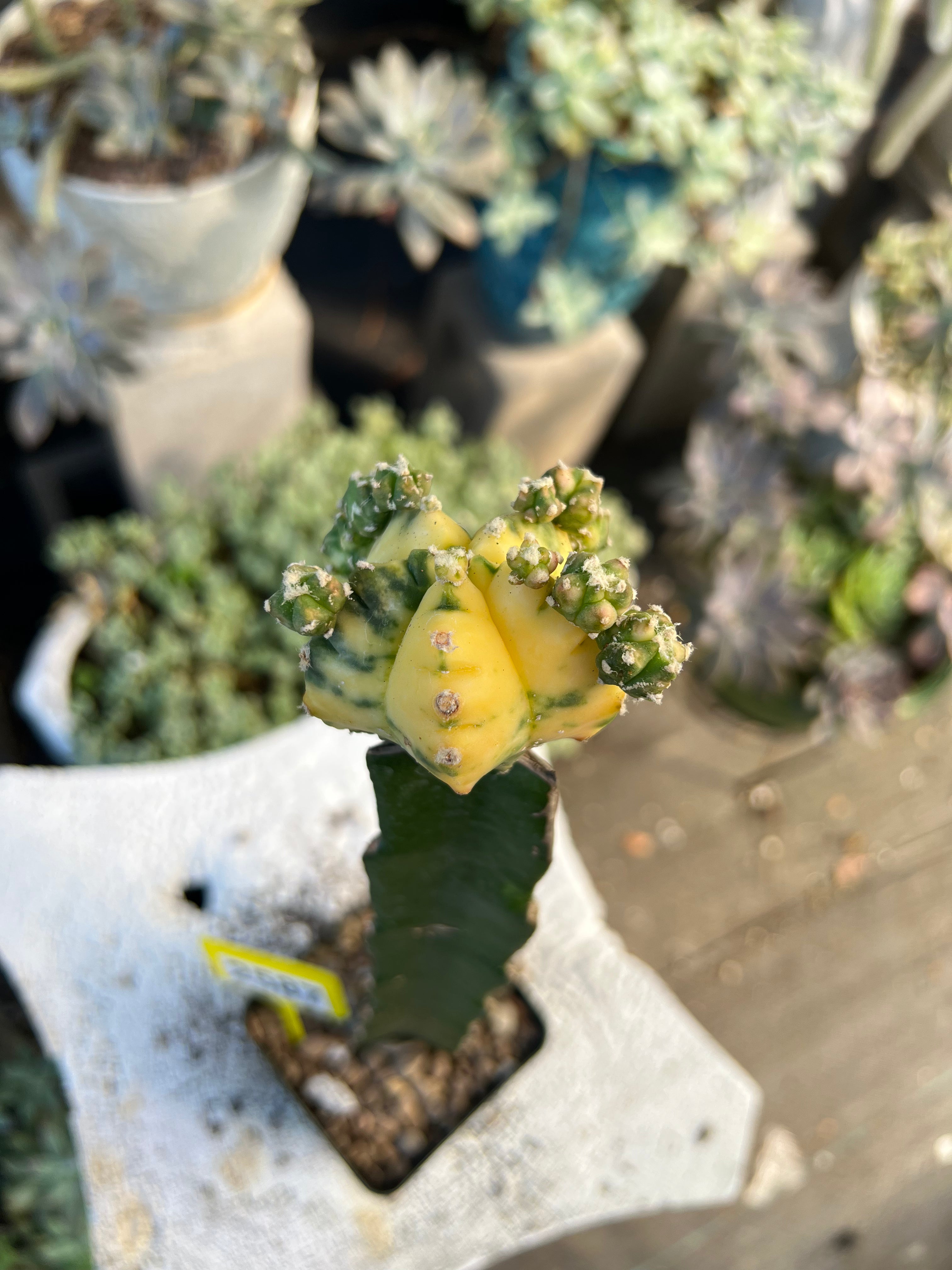 Grafted Variegated Astrophytum #2587
