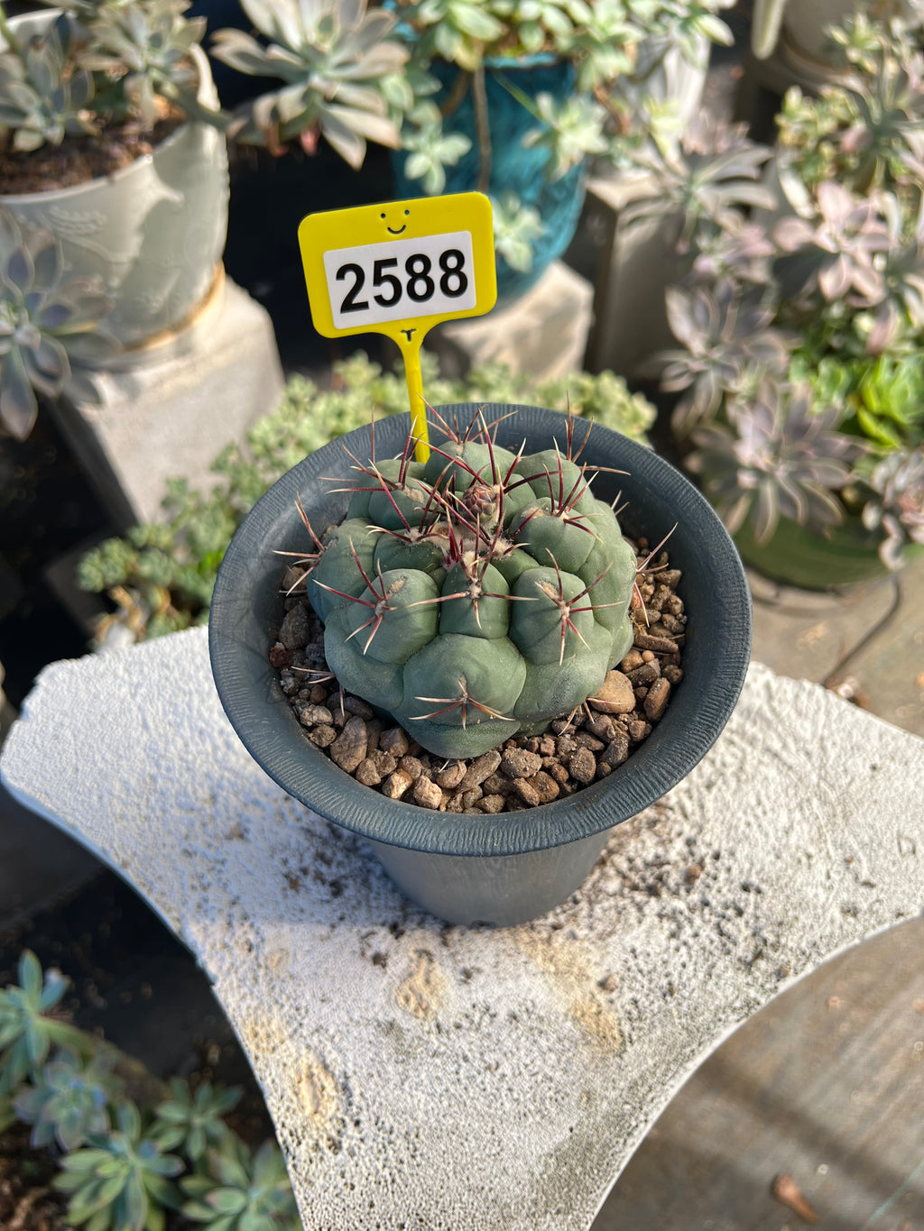 Thelocactus #2588