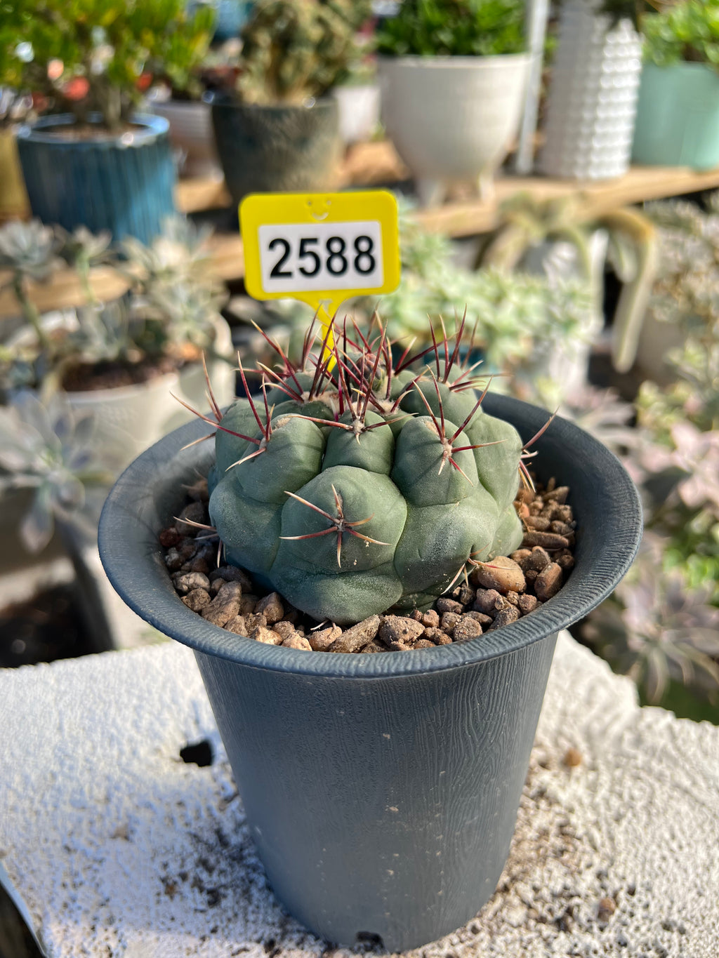 Thelocactus #2588
