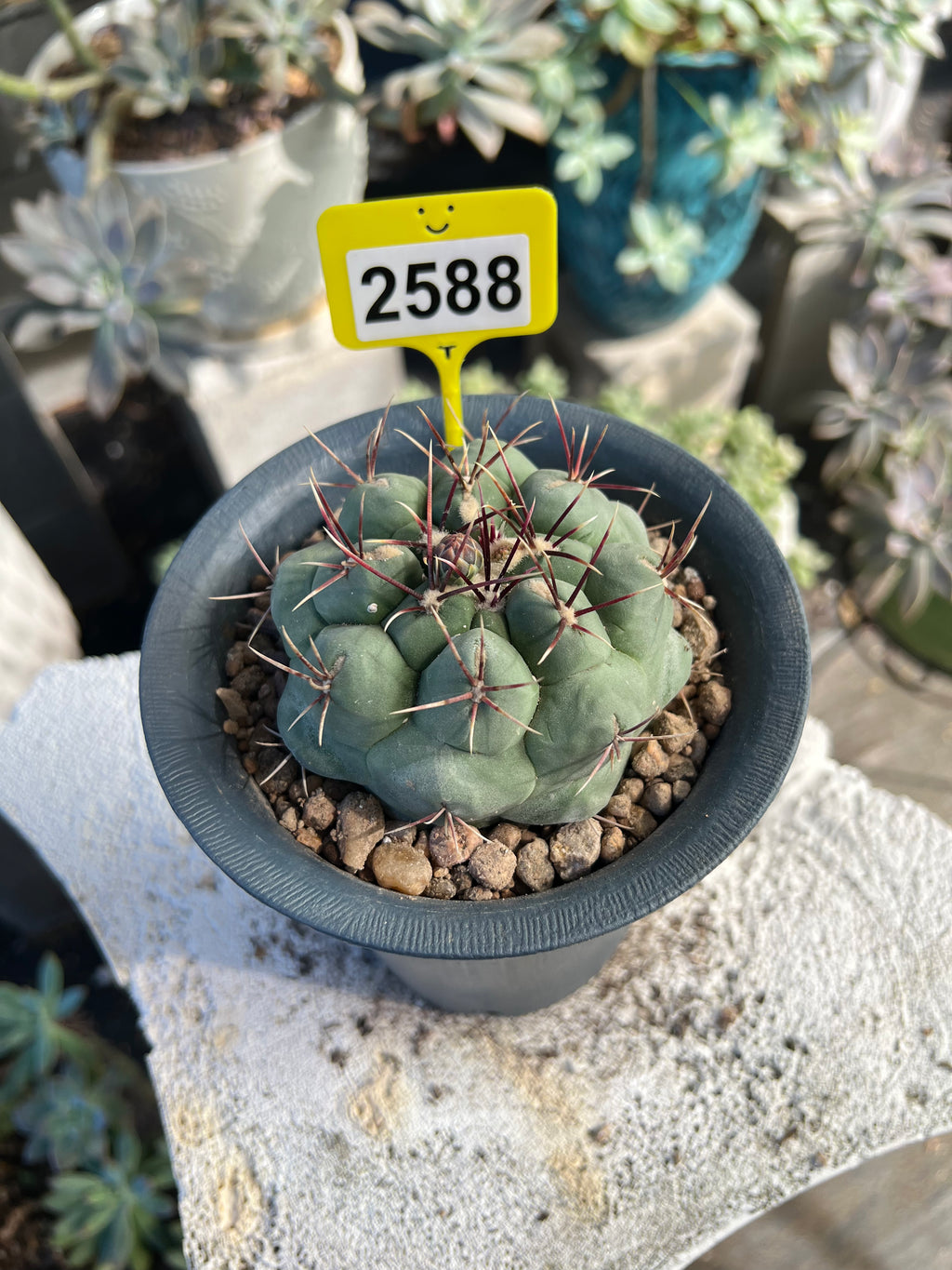 Thelocactus #2588