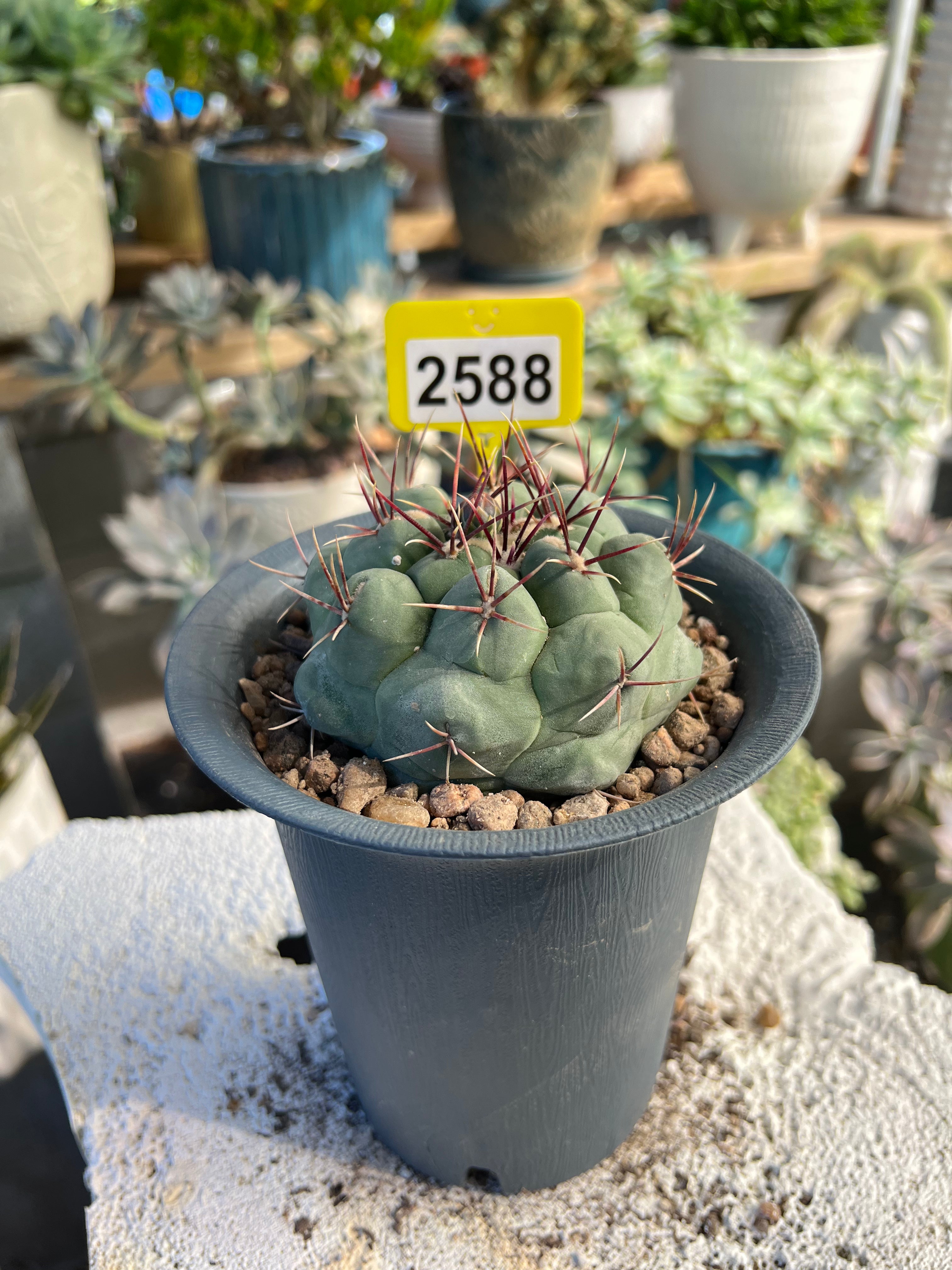 Thelocactus #2588