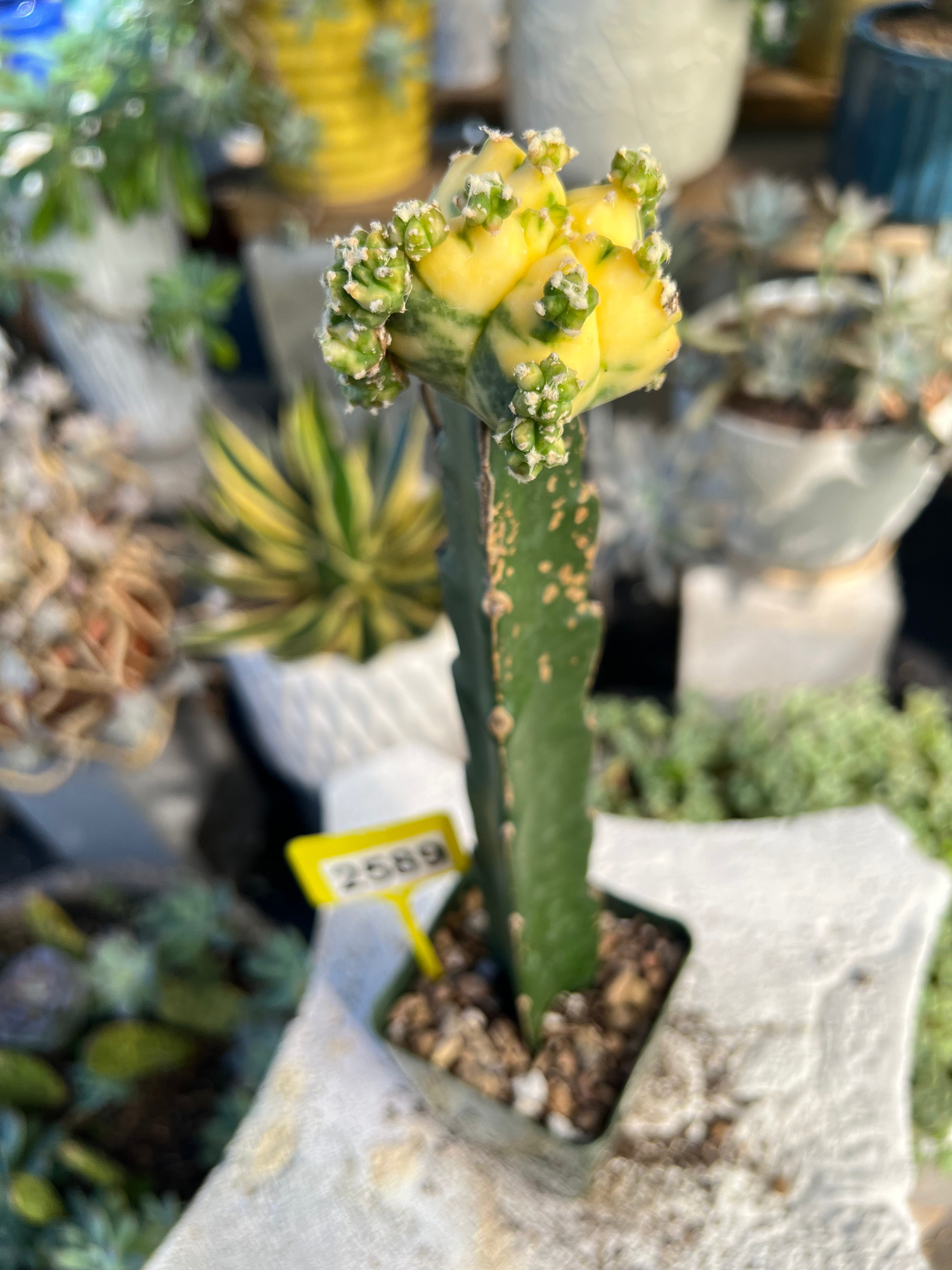 Grafted Variegated Astrophytum #2589