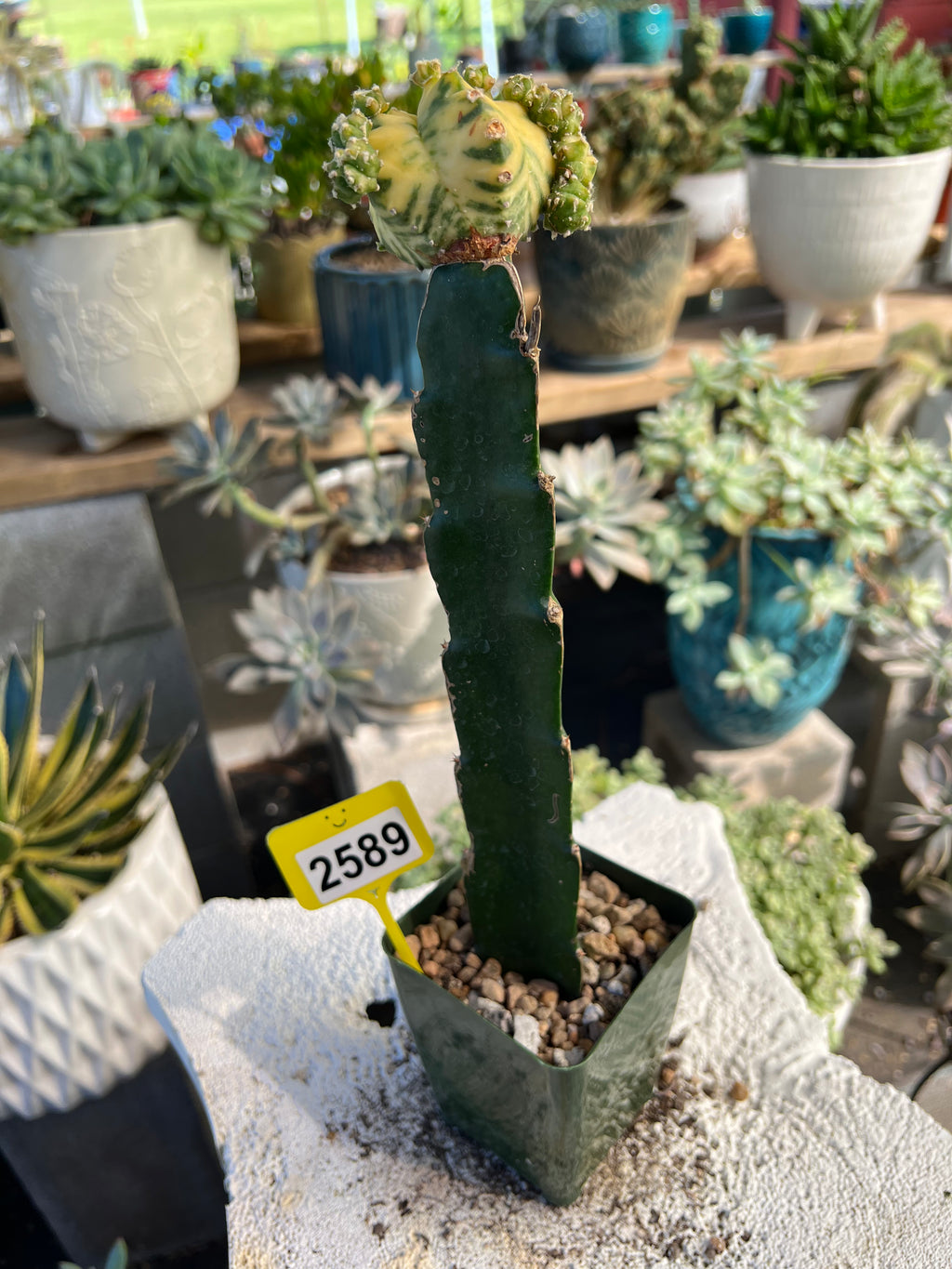 Grafted Variegated Astrophytum #2589