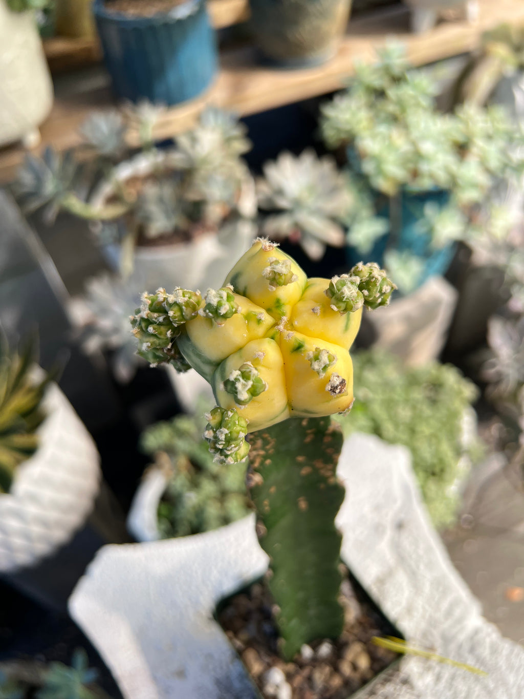 Grafted Variegated Astrophytum #2589