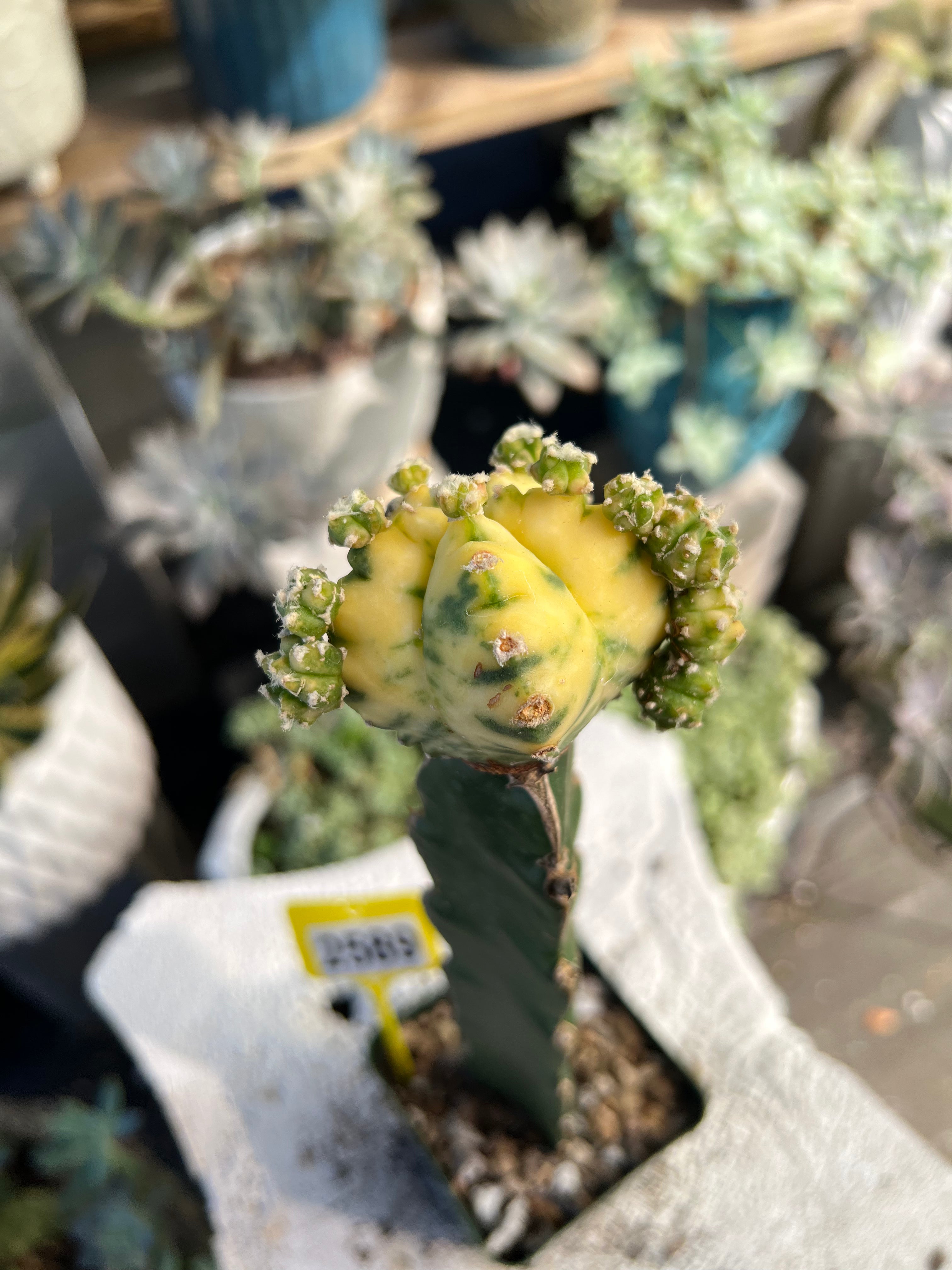 Grafted Variegated Astrophytum #2589
