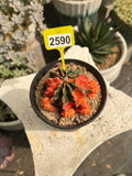Variegated Gymnocalycium mihanovichii #2590