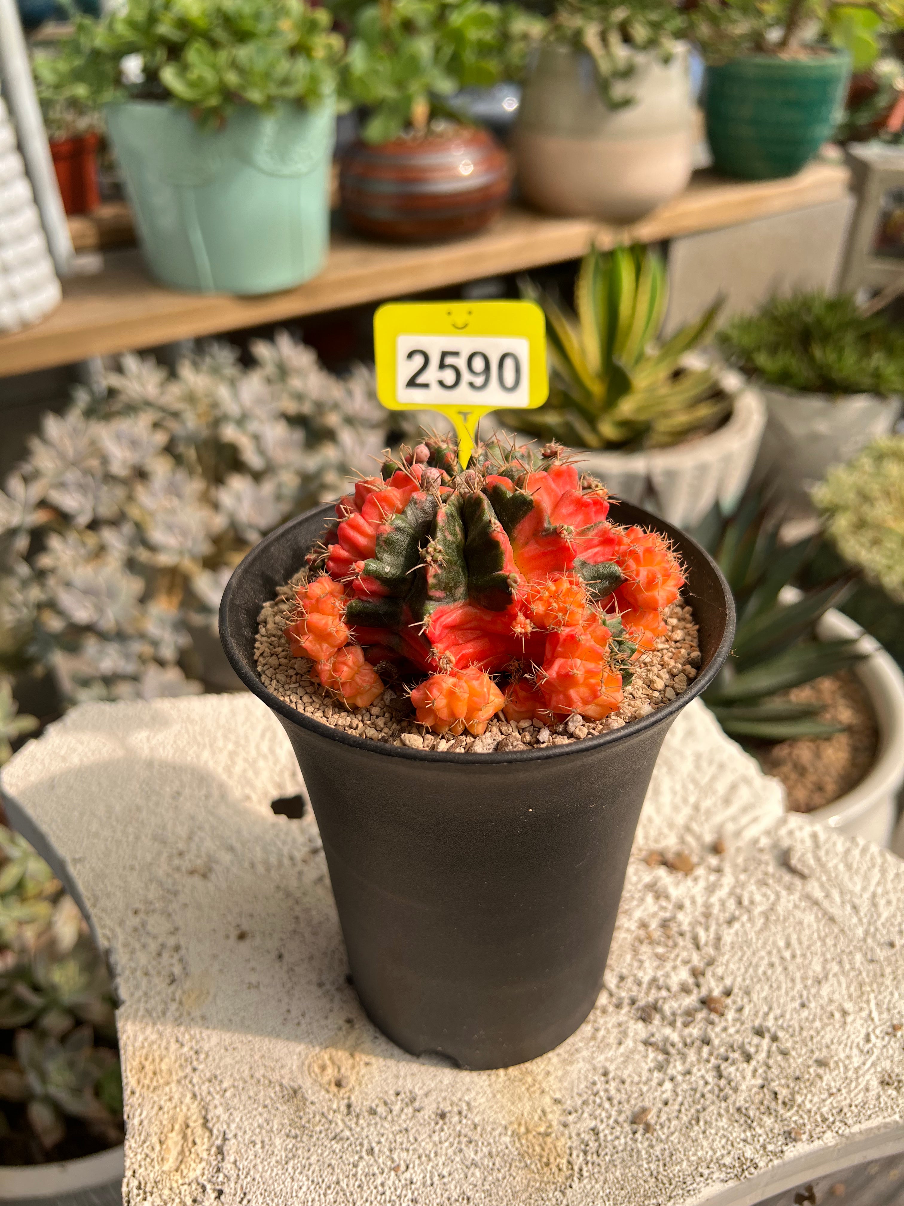 Variegated Gymnocalycium mihanovichii #2590