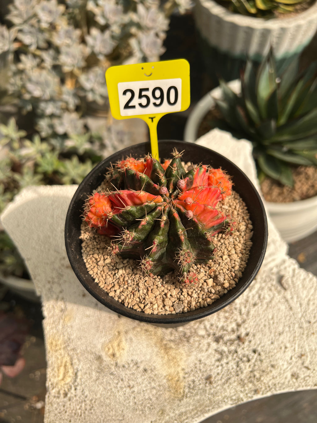 Variegated Gymnocalycium mihanovichii #2590