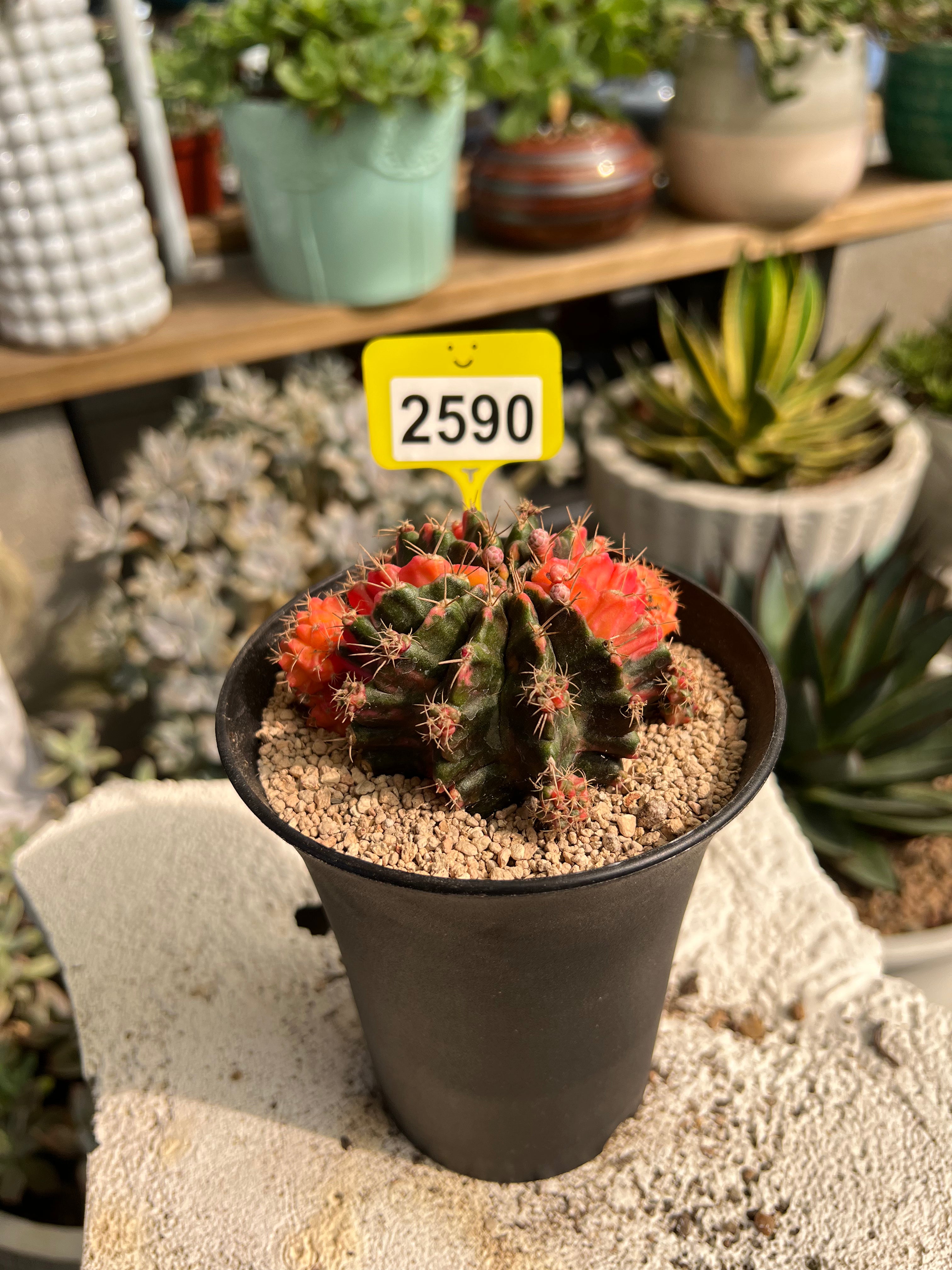 Variegated Gymnocalycium mihanovichii #2590