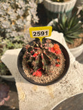 Variegated Gymnocalycium mihanovichii #2591