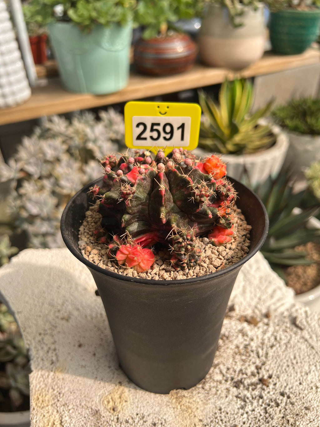 Variegated Gymnocalycium mihanovichii #2591