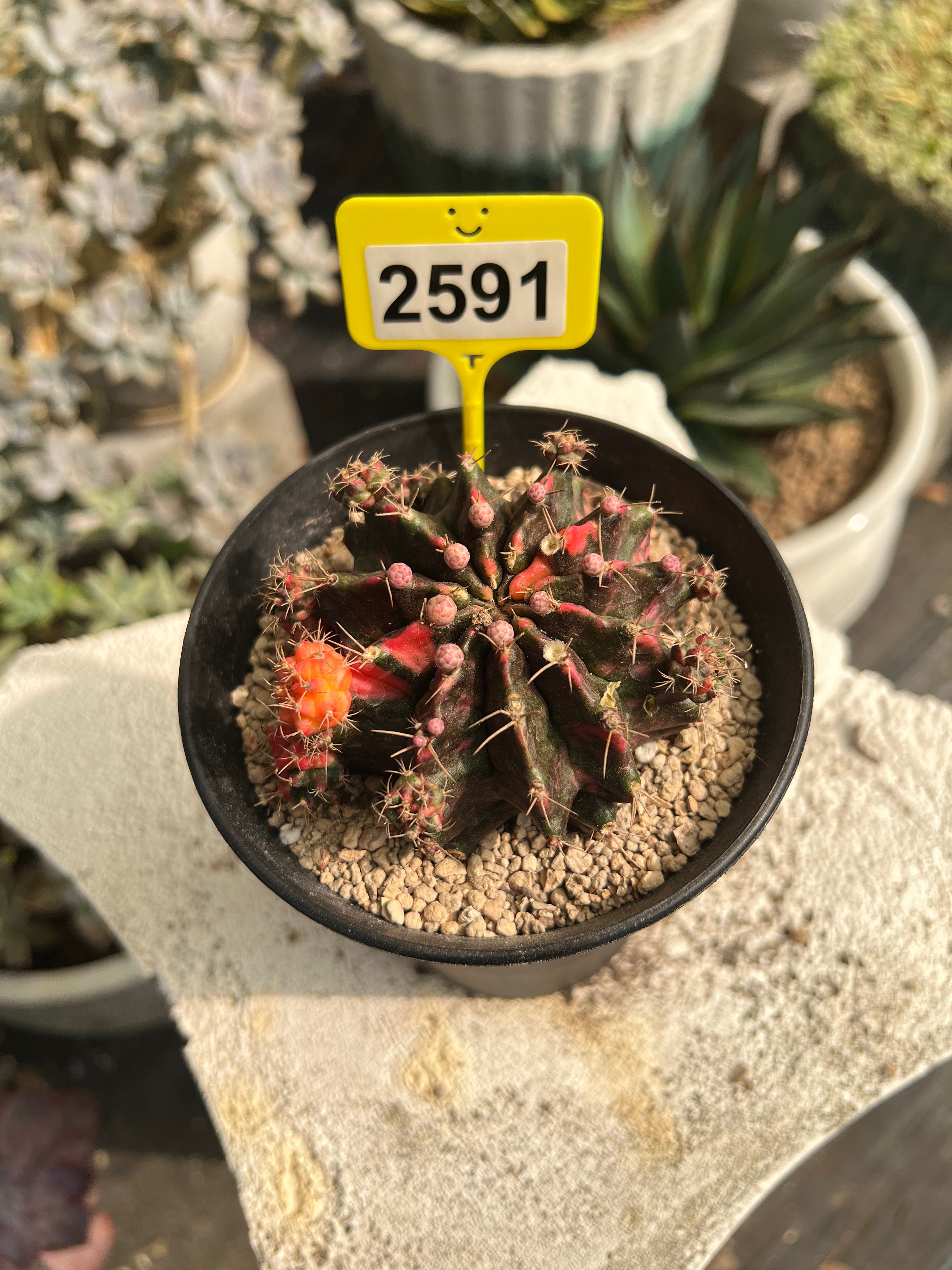 Variegated Gymnocalycium mihanovichii #2591