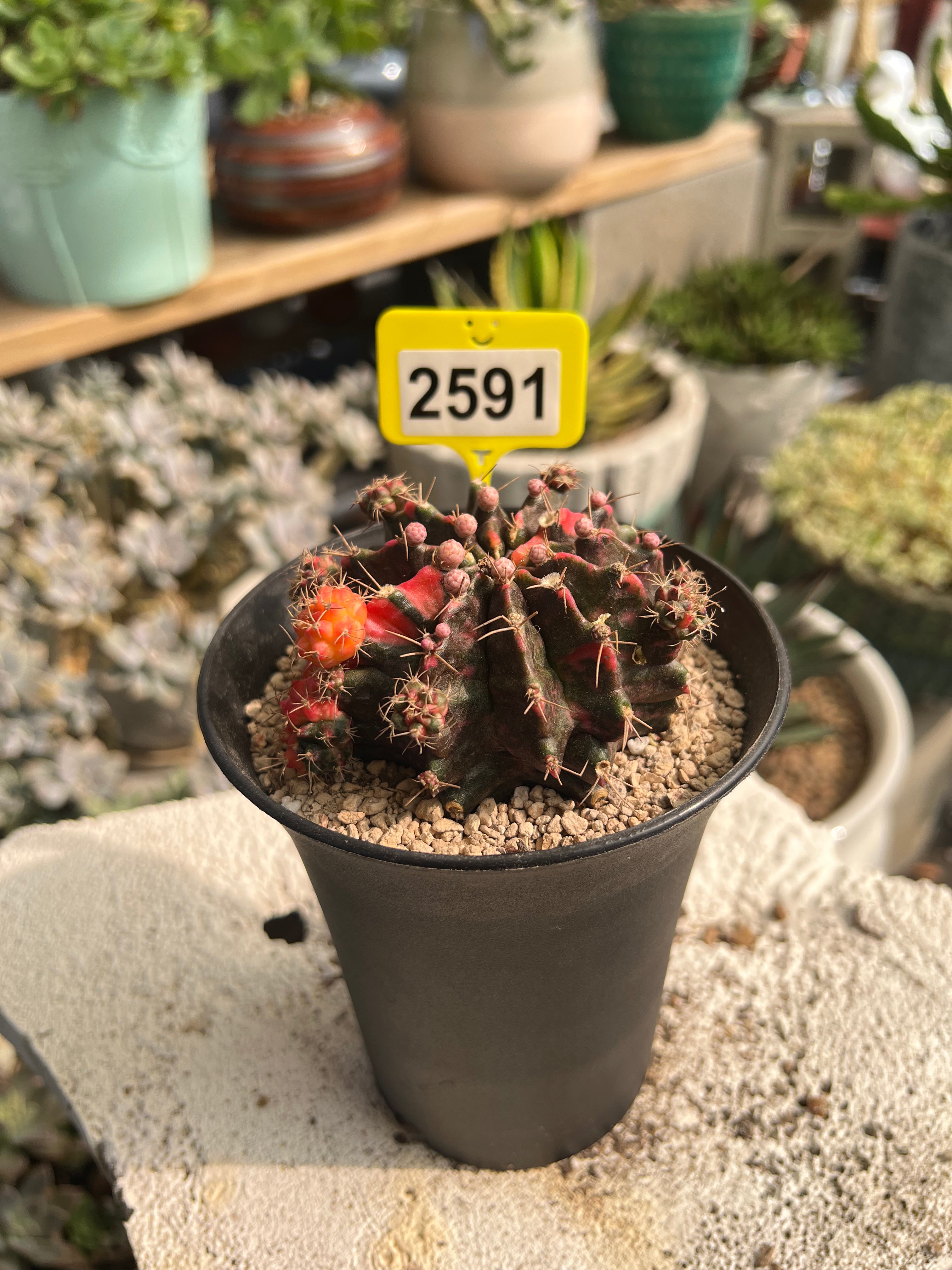 Variegated Gymnocalycium mihanovichii #2591