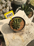 Gymnocalycium mihanovichii LB #2592