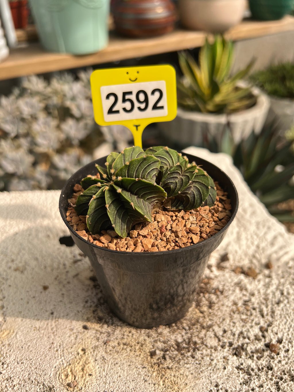 Gymnocalycium mihanovichii LB #2592