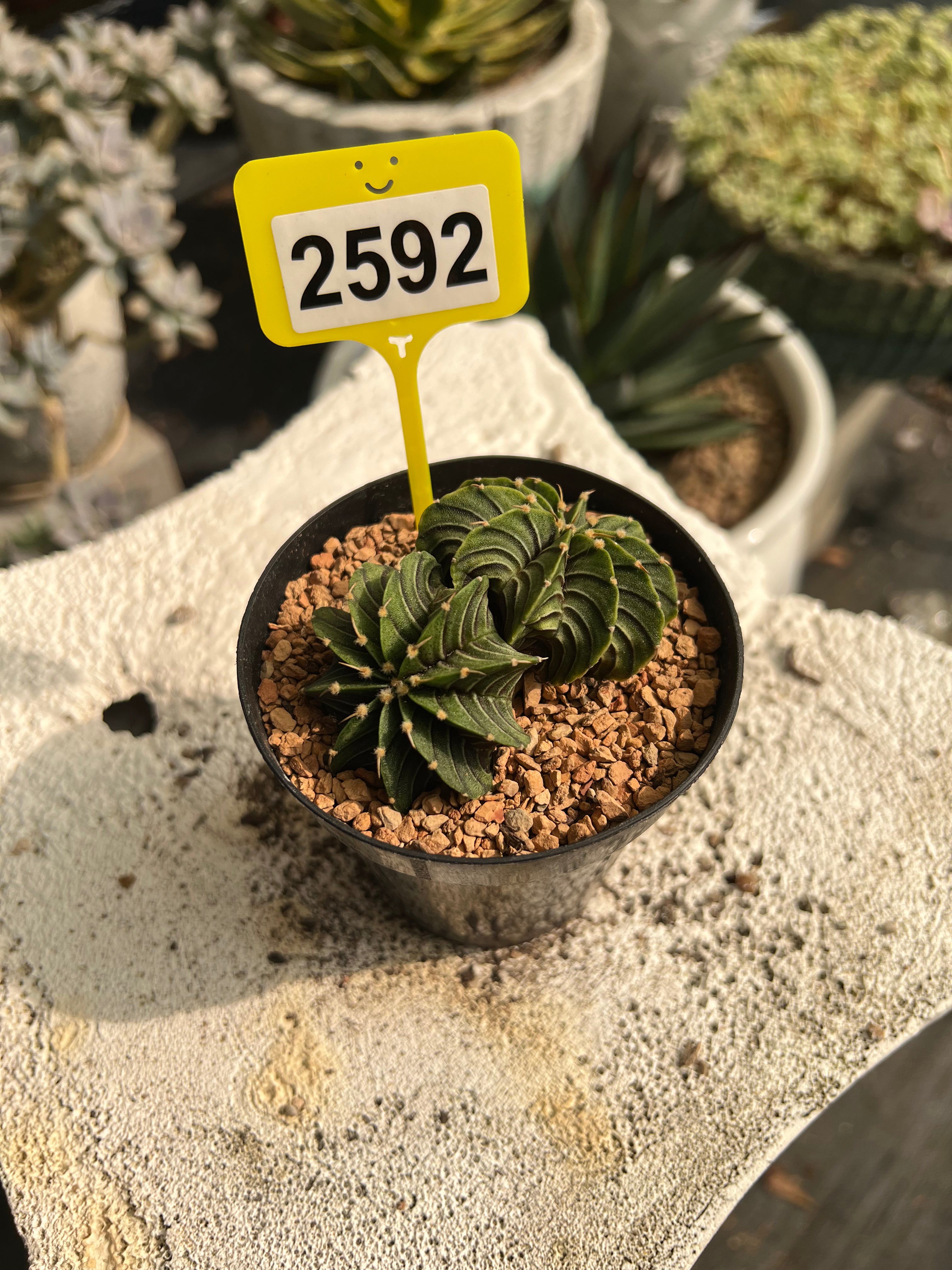 Gymnocalycium mihanovichii LB #2592