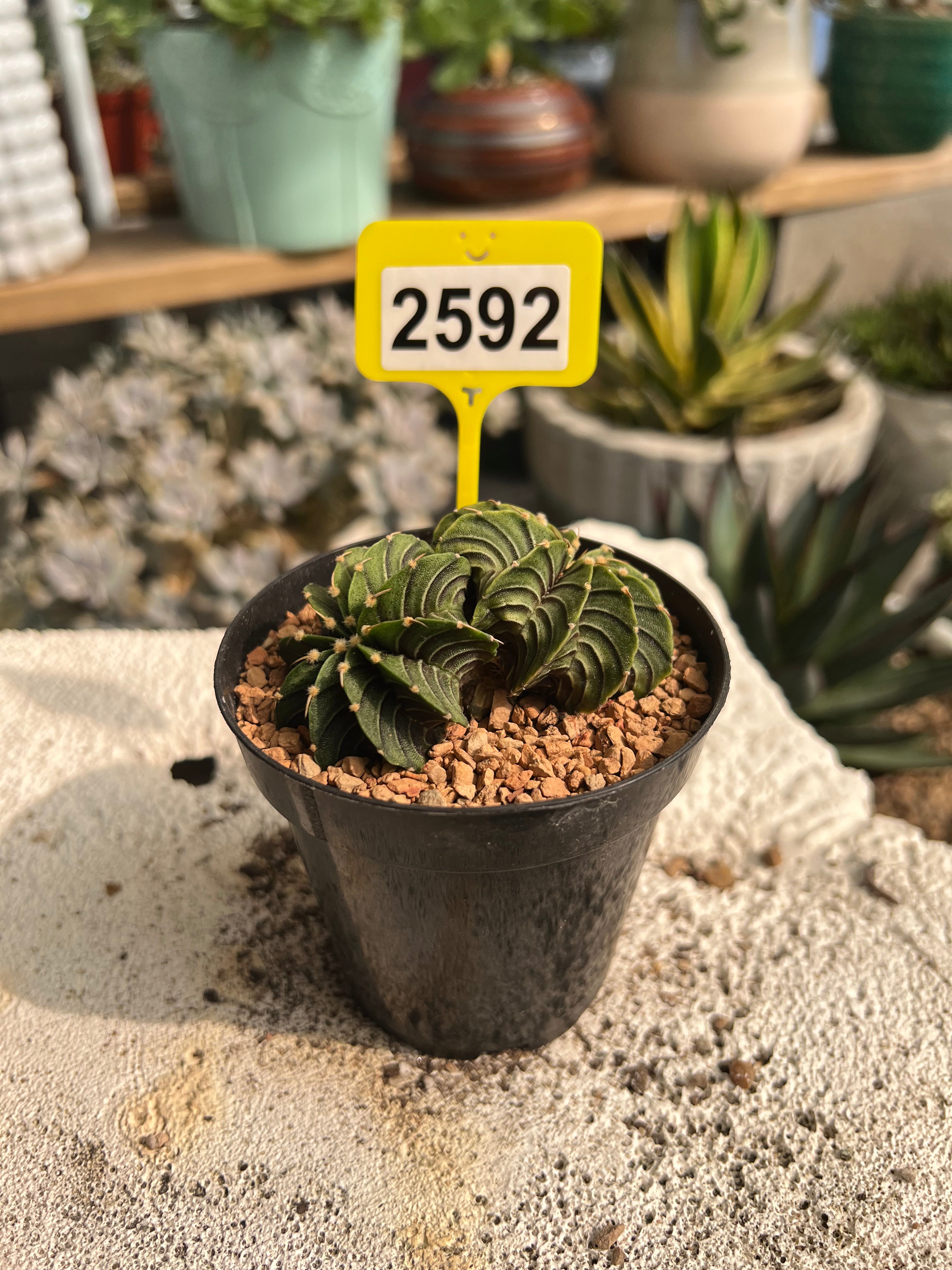Gymnocalycium mihanovichii LB #2592